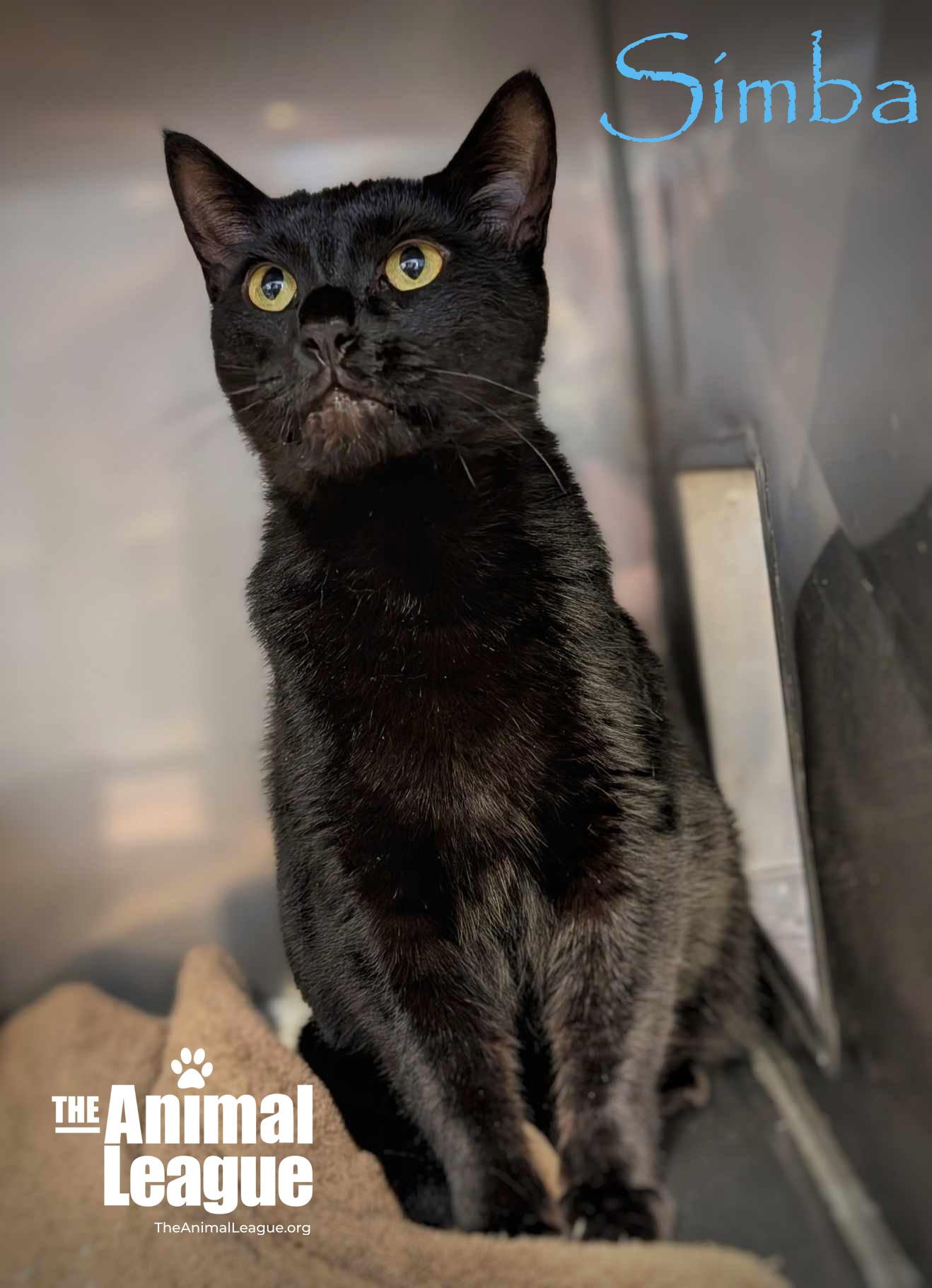 Simba, a Adoptable mixed breed in Clermont, FL image 4/4