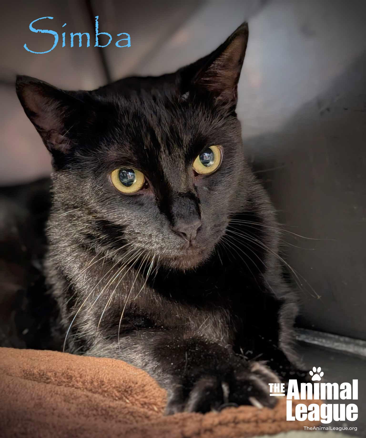 Simba, a Adoptable mixed breed in Clermont, FL image 2/4
