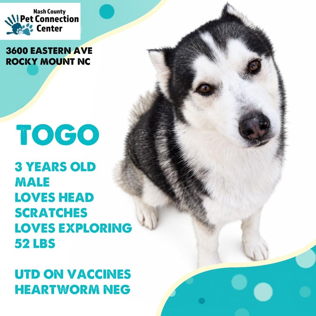 TOGO ADOPTED!, Adoptable, Adult Male Husky & Mixed Breed.