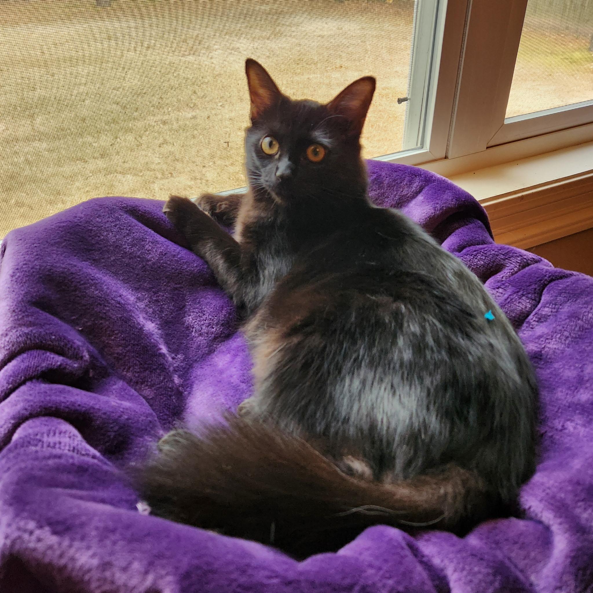Lilith, a Adoptable Domestic Medium Hair in Montgomery, AL image 1/4