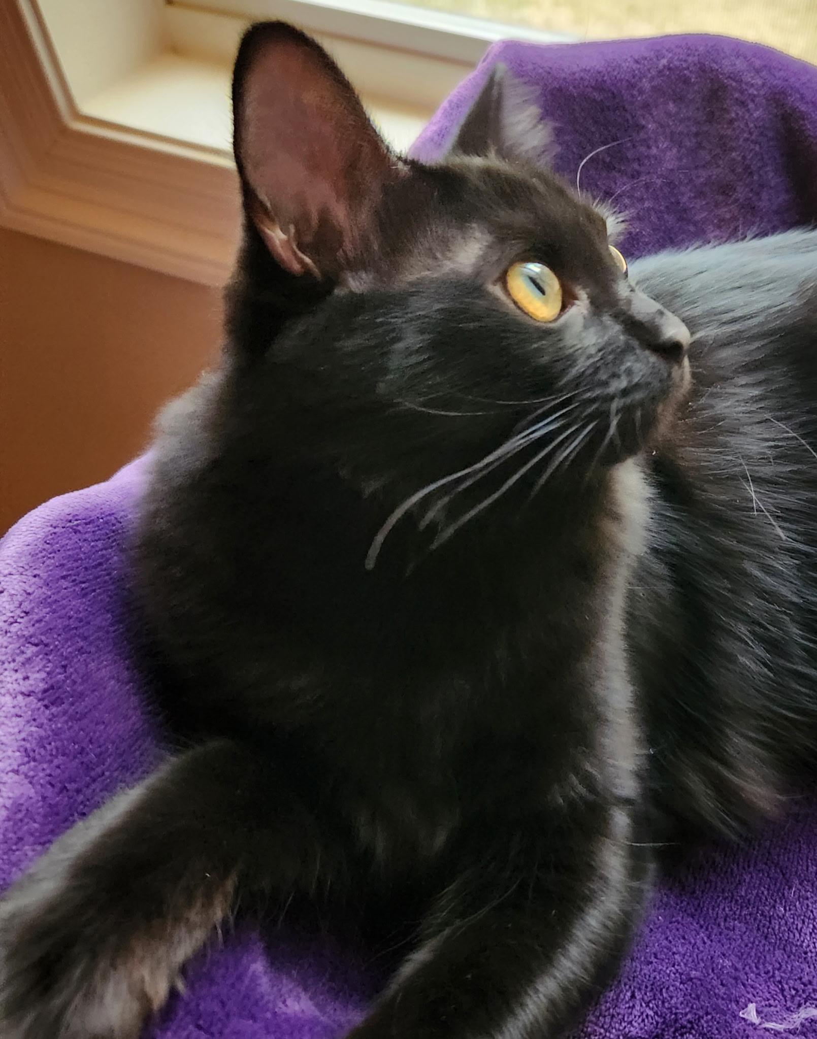 Lilith, a Adoptable Domestic Medium Hair in Montgomery, AL image 2/4