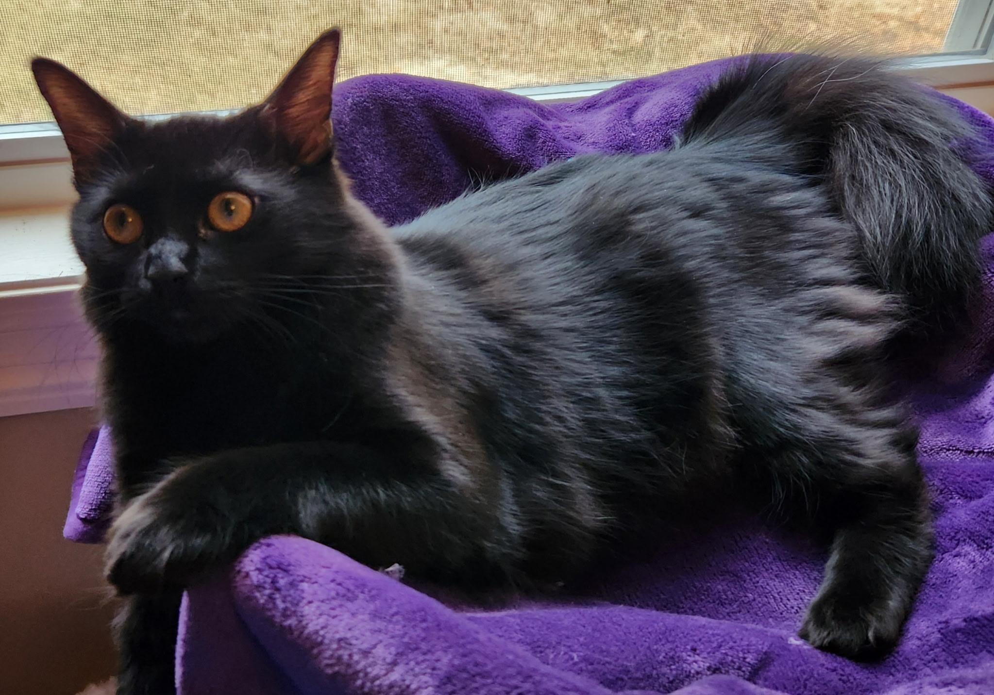 Lilith, a Adoptable Domestic Medium Hair in Montgomery, AL image 3/4