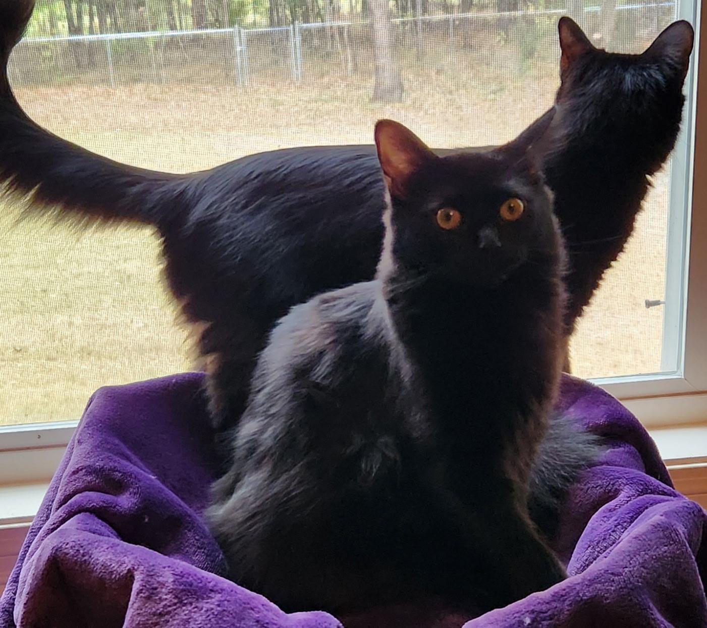 Lilith, a Adoptable Domestic Medium Hair in Montgomery, AL image 4/4