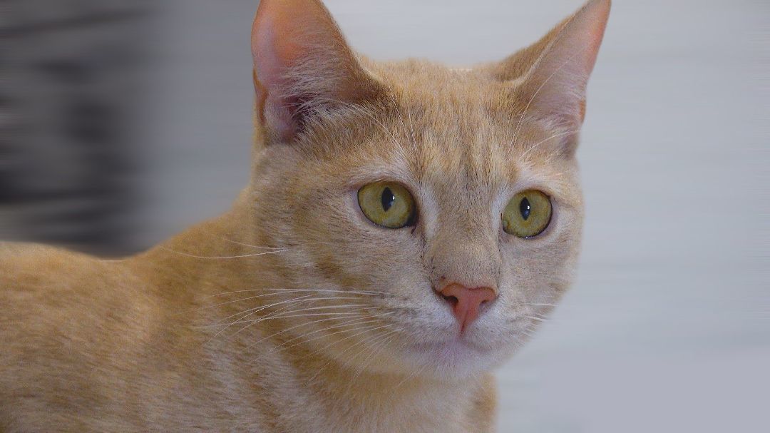 Enlarge I Can't Believe It's Not Butter, a Adoptable American Shorthair in Pembroke Pines, FL image 1/14