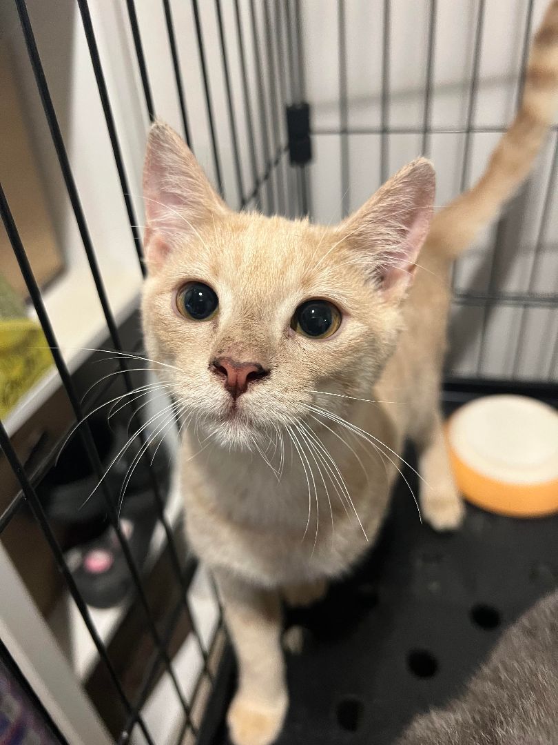 Enlarge I Can't Believe It's Not Butter, a Adoptable American Shorthair in Pembroke Pines, FL image 2/14
