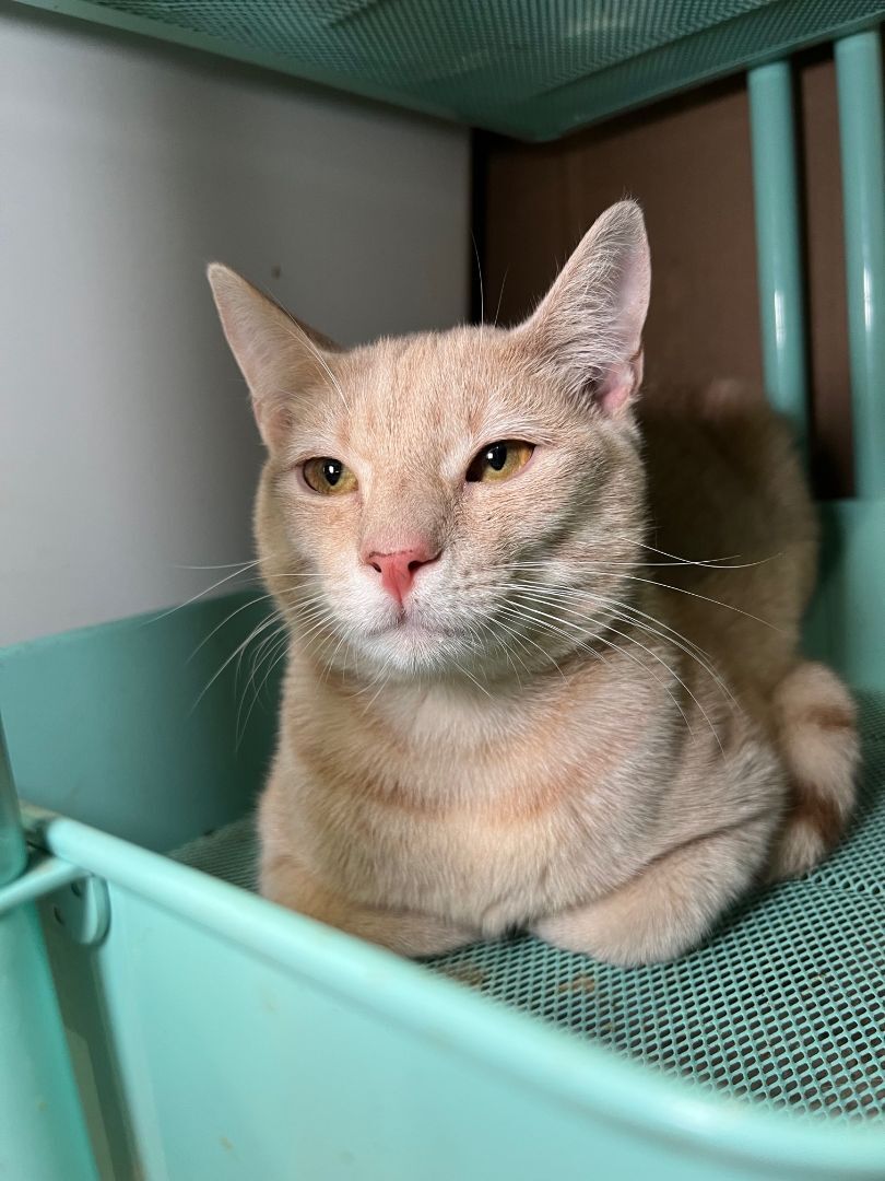 Enlarge I Can't Believe It's Not Butter, a Adoptable American Shorthair in Pembroke Pines, FL image 3/14