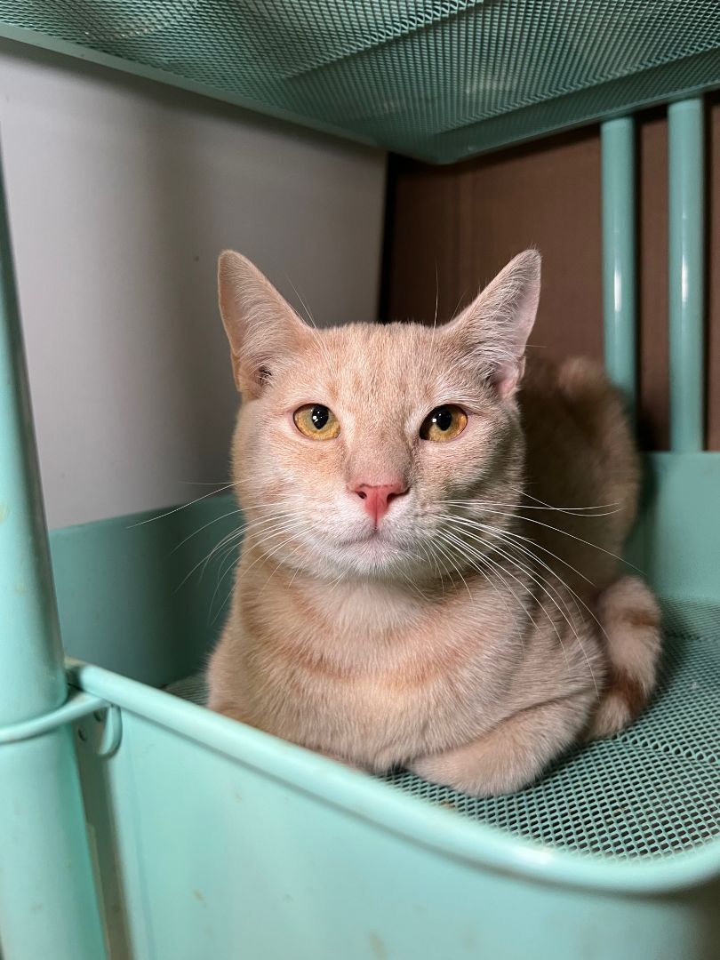 Enlarge I Can't Believe It's Not Butter, a Adoptable American Shorthair in Pembroke Pines, FL image 4/14