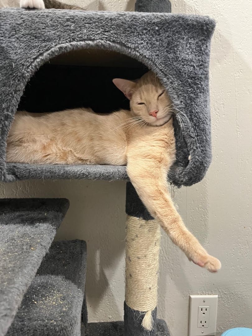 Enlarge I Can't Believe It's Not Butter, a Adoptable American Shorthair in Pembroke Pines, FL image 5/14