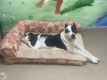 Enlarge Sam, a Adoptable mixed breed in Clayton, GA image 2/6