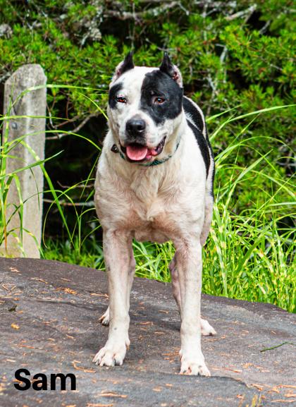 Enlarge Sam, a Adoptable mixed breed in Clayton, GA image 5/6