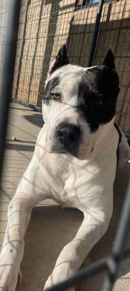 Enlarge Sam, a Adoptable mixed breed in Clayton, GA image 6/6