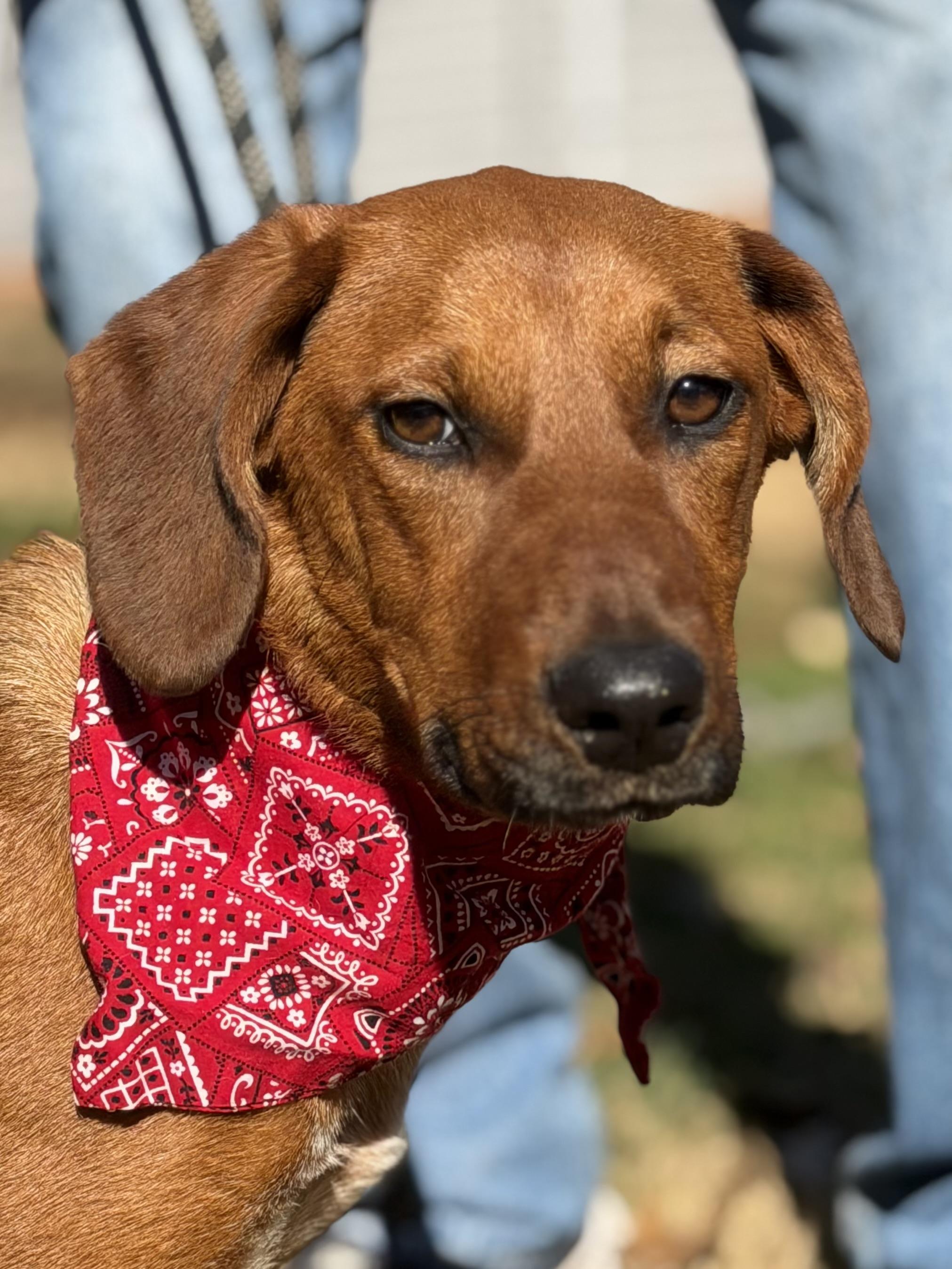 Kelly Junior, a Adoptable Hound in Maryville, TN image 6/6