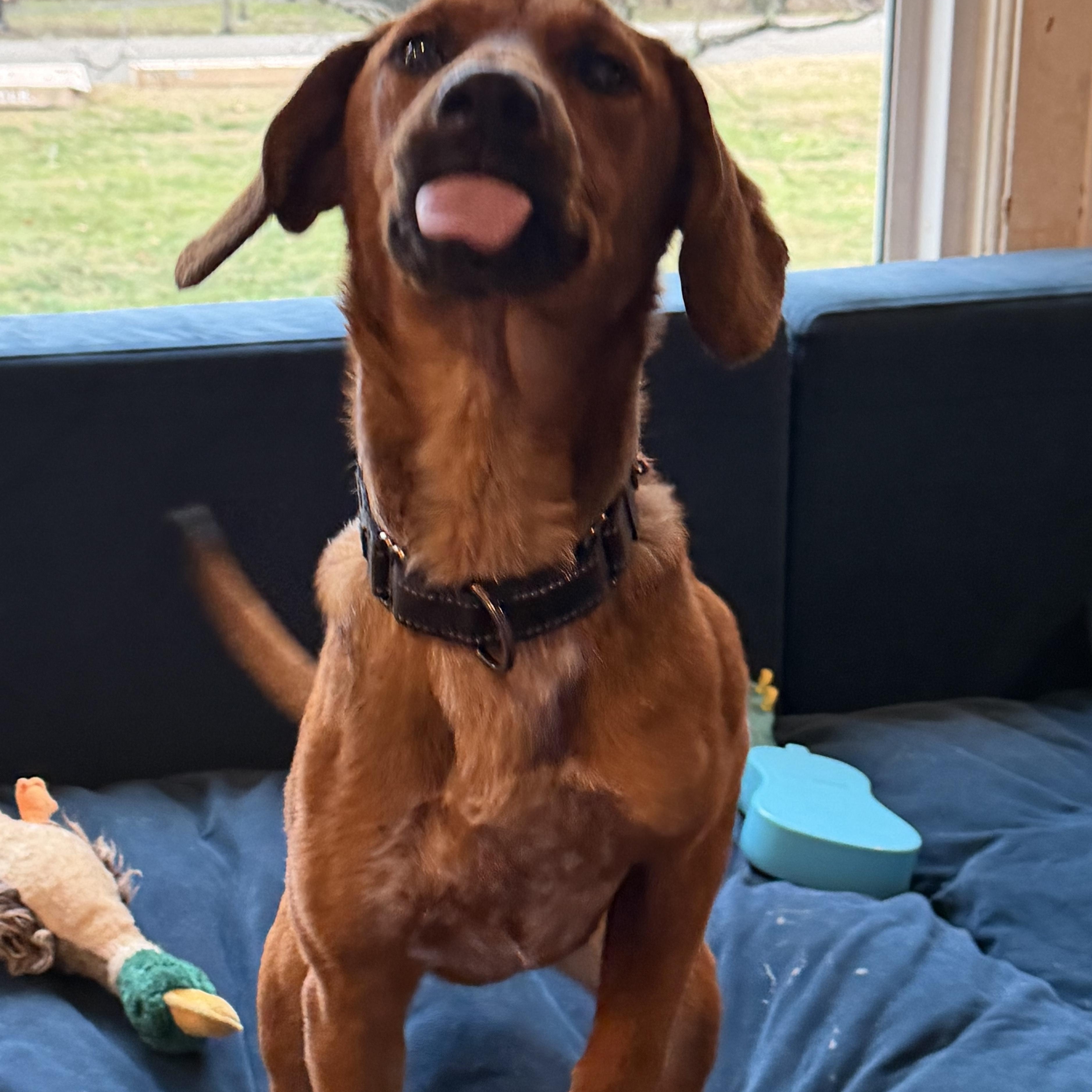 Kelly Junior, Adoptable, Young Female Hound.