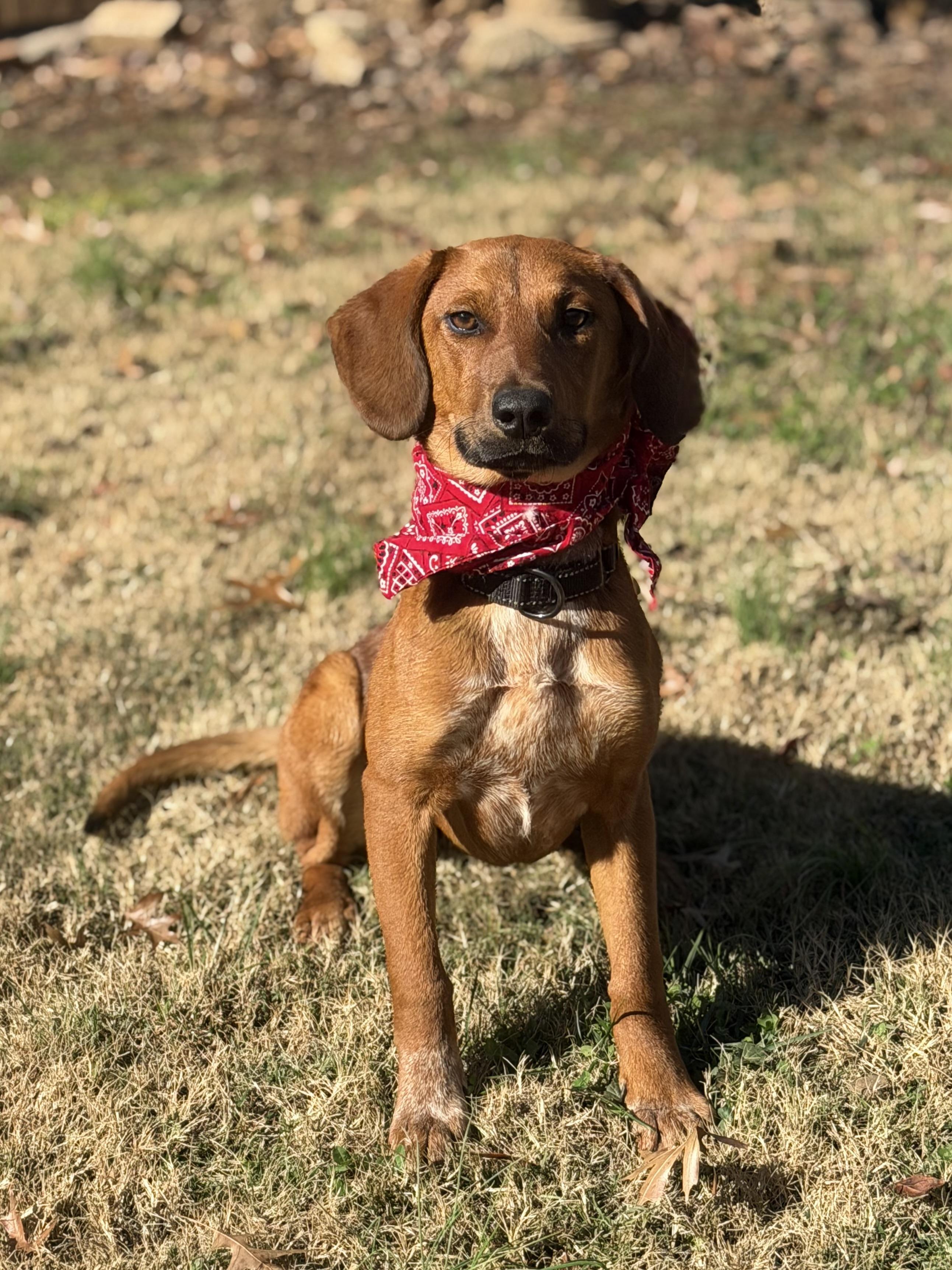 Kelly Junior, a Adoptable Hound in Maryville, TN image 5/6