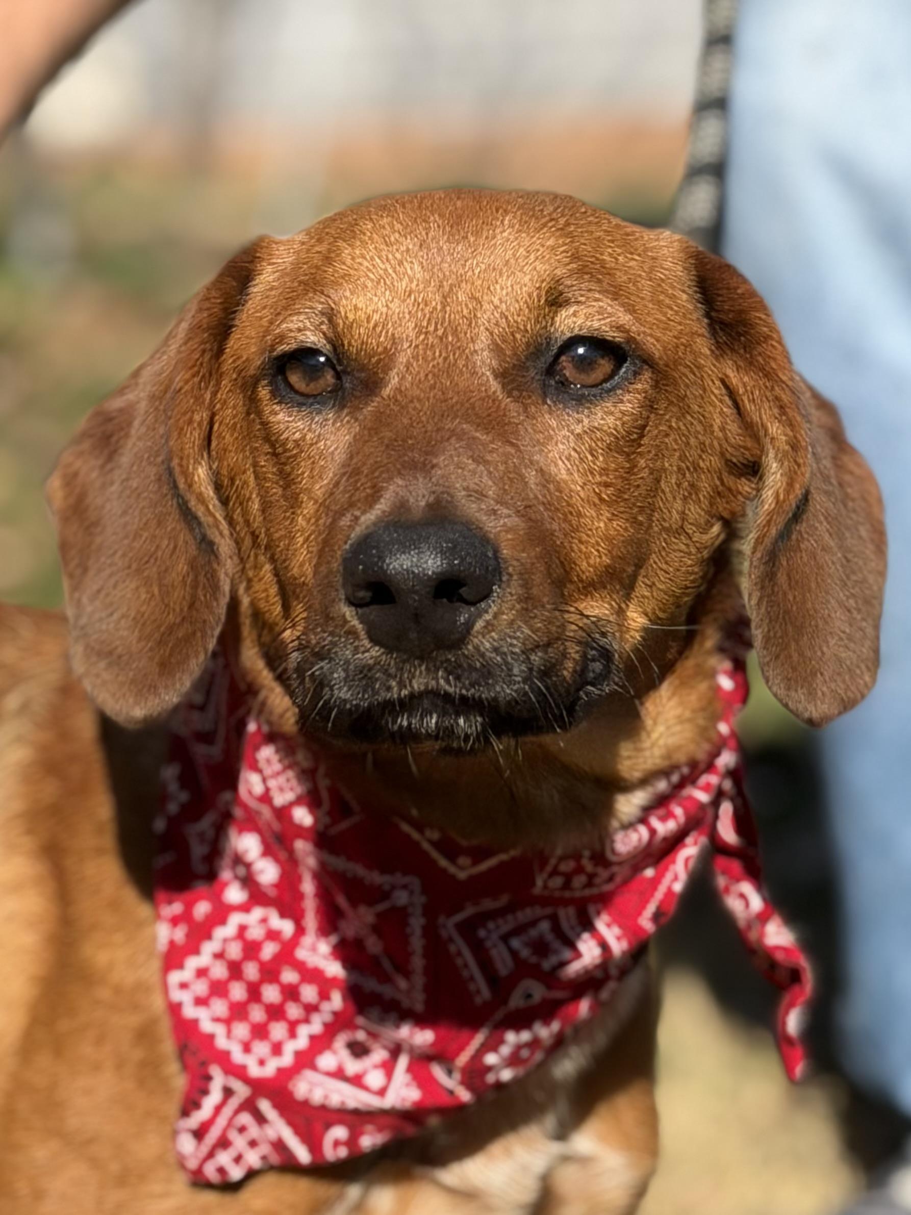 Kelly Junior, a Adoptable Hound in Maryville, TN image 2/6