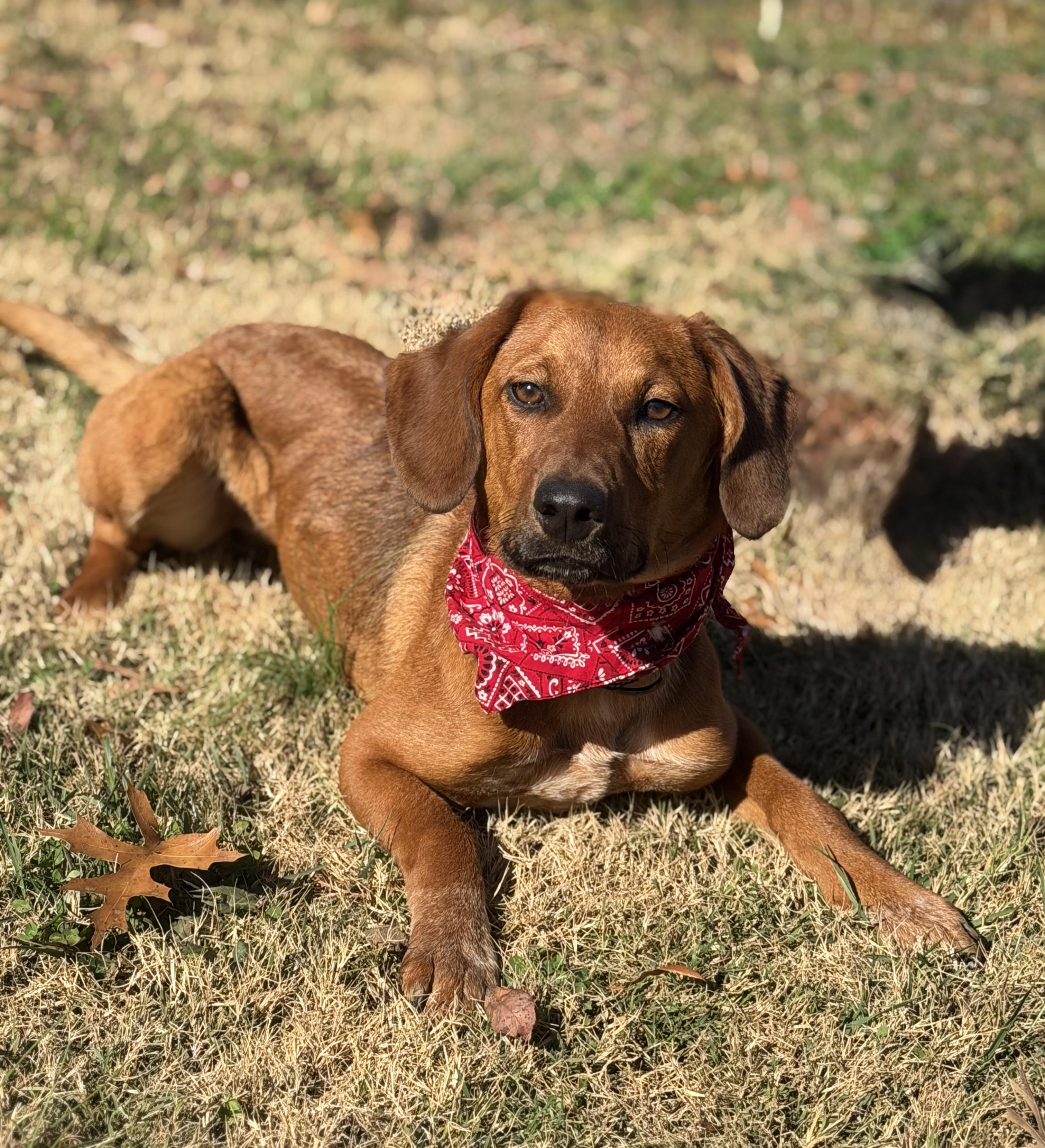 Enlarge Kelly Junior, a Adoptable Hound in Maryville, TN image 5/5