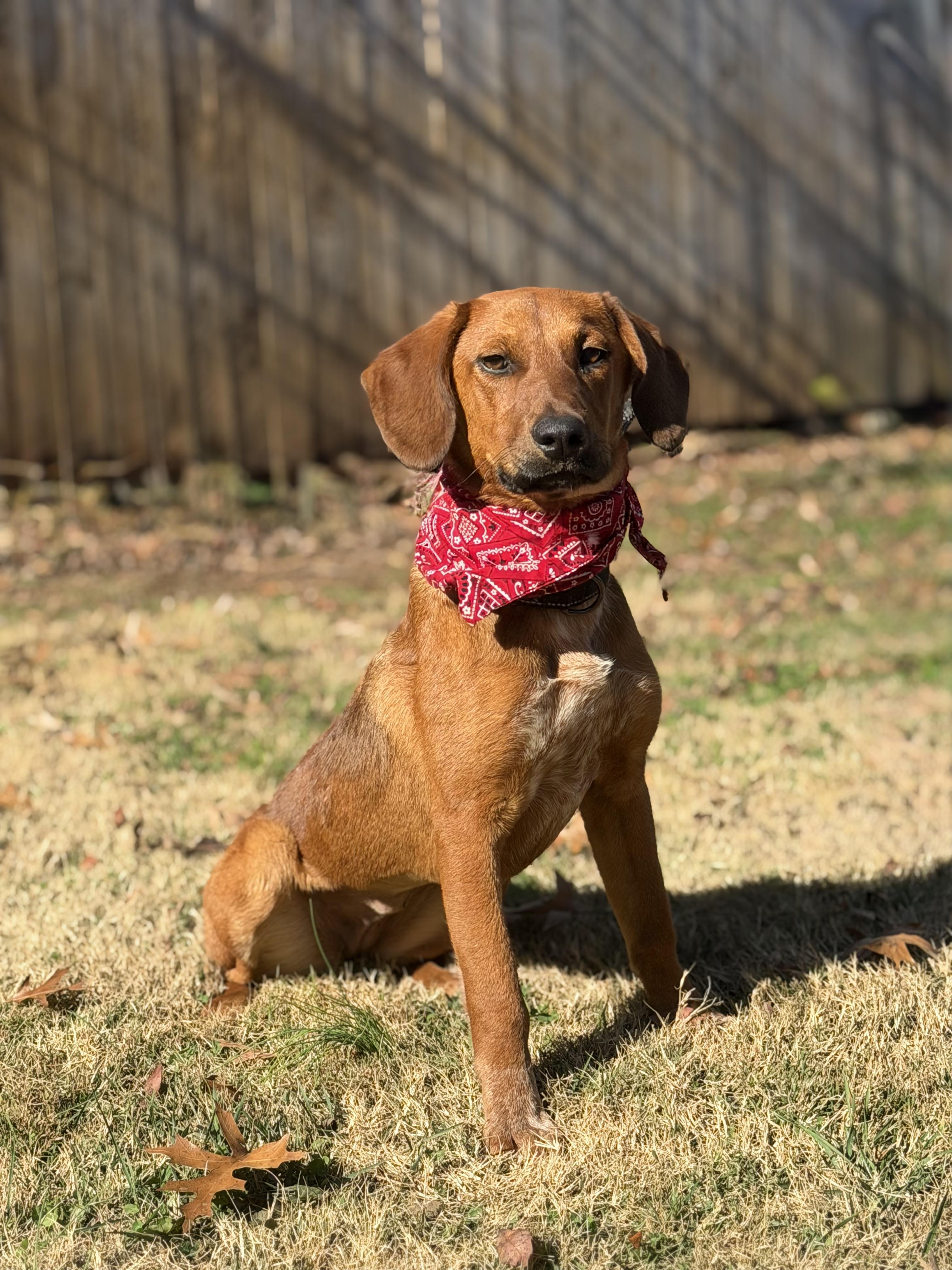 Enlarge Kelly Junior, a Adoptable Hound in Maryville, TN image 4/5