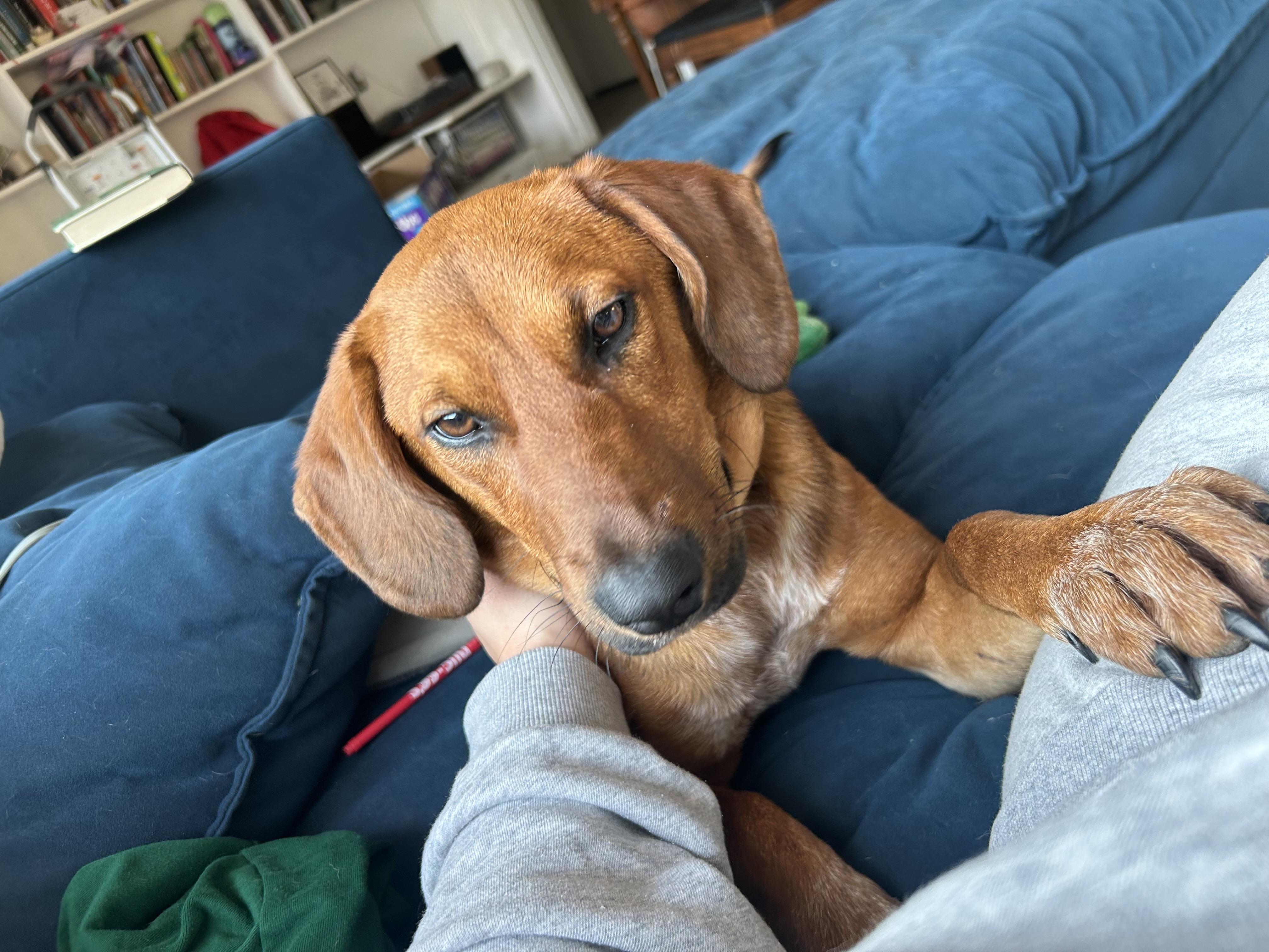 Kelly Junior, a Adoptable Hound in Maryville, TN image 4/6