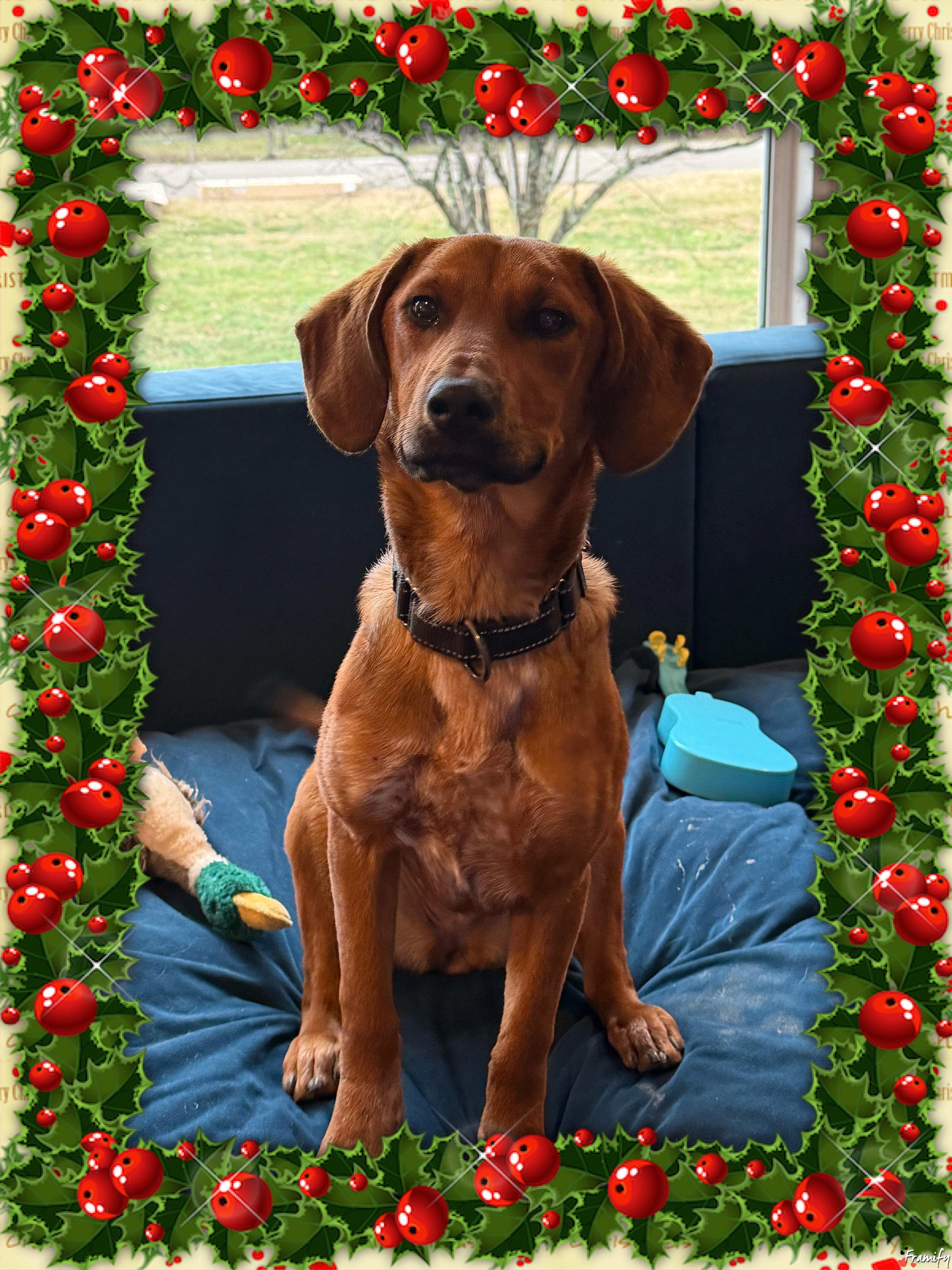 Enlarge Kelly Junior, a Adoptable Hound in Maryville, TN image 2/5