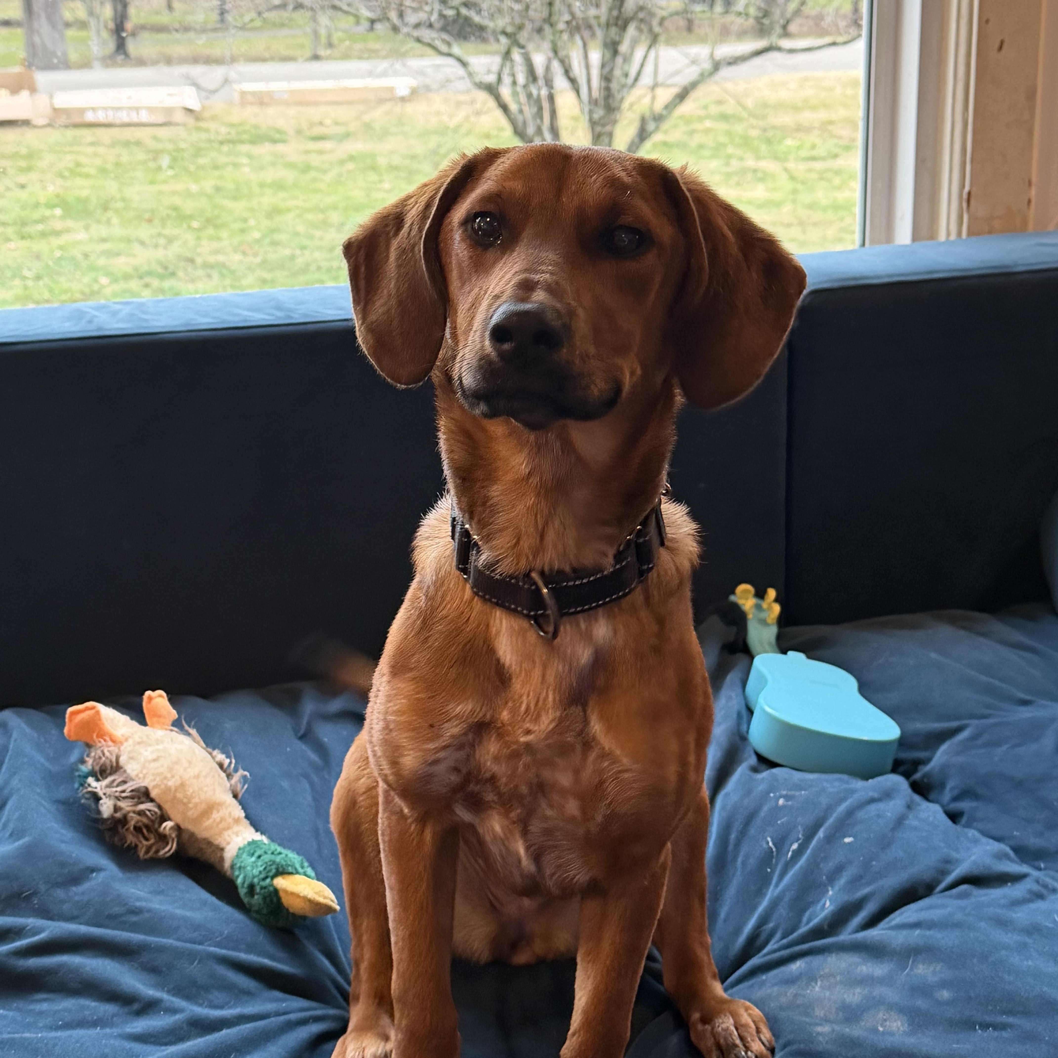 Enlarge Kelly Junior, a Adoptable Hound in Maryville, TN image 3/5