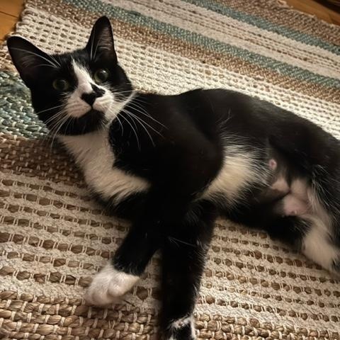 Mickey, an adopted mixed breed in Pierrefonds, QC image 2/3