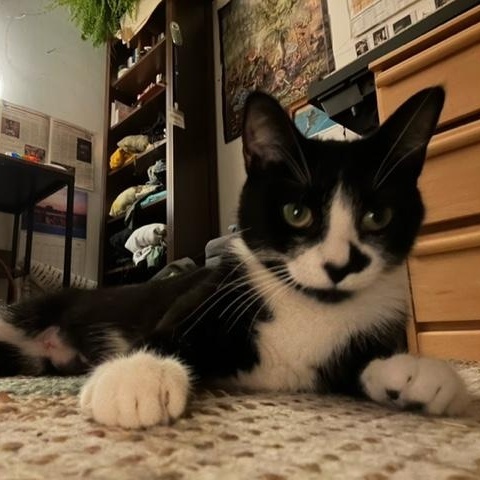 Mickey, an adopted mixed breed in Pierrefonds, QC image 3/3