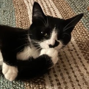 Mickey, adopted, Young Female Domestic Short Hair.