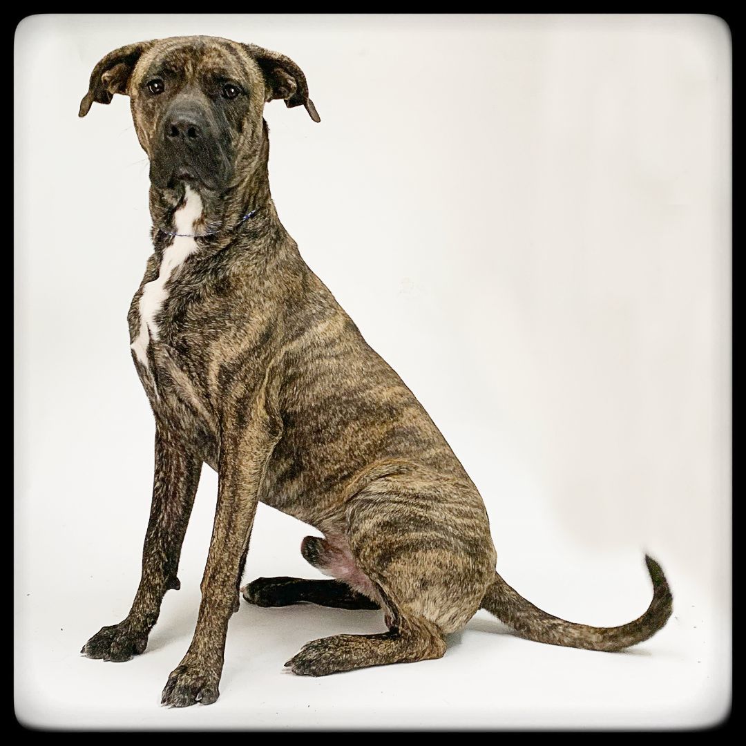 Clyde, Adoptable, Adult Male Mastiff.