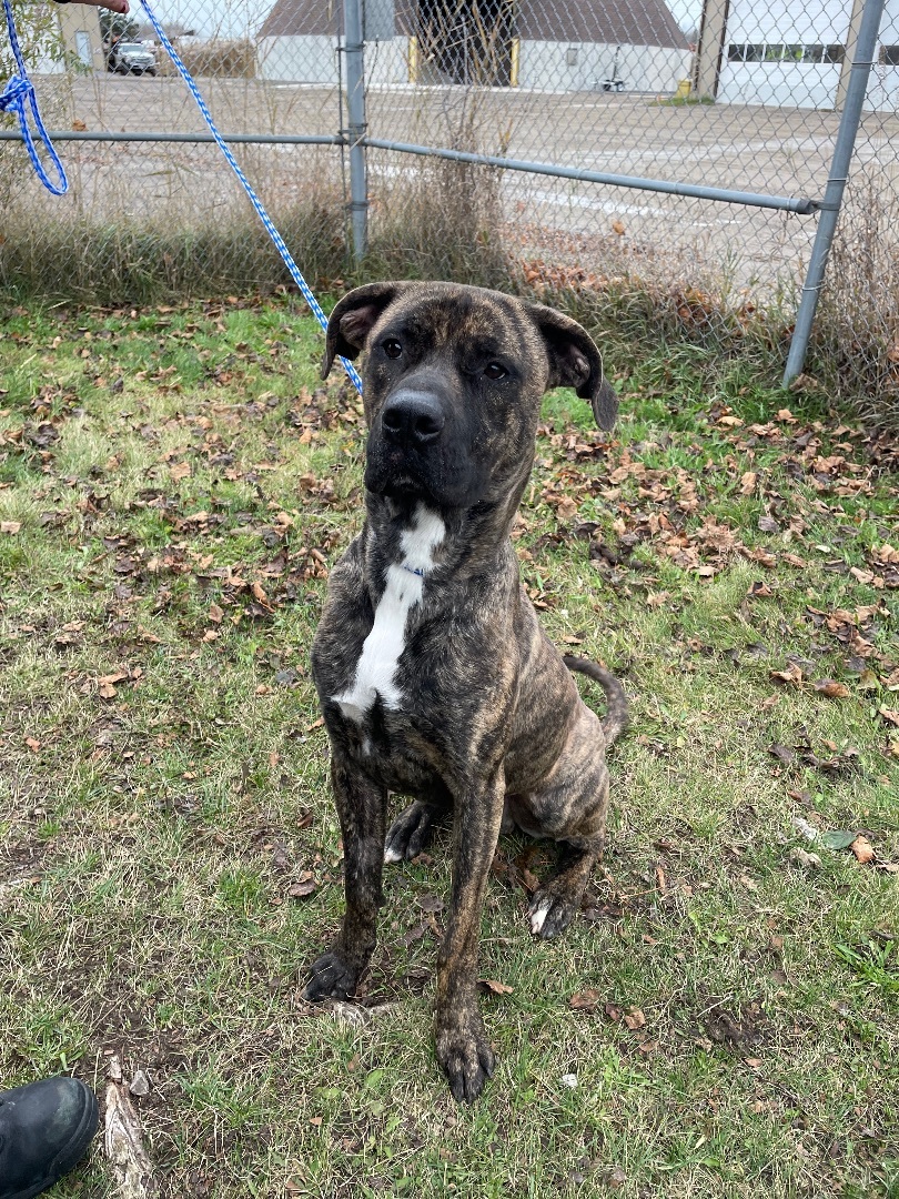 Clyde, a Adoptable mixed breed in Port Perry, ON image 2/4