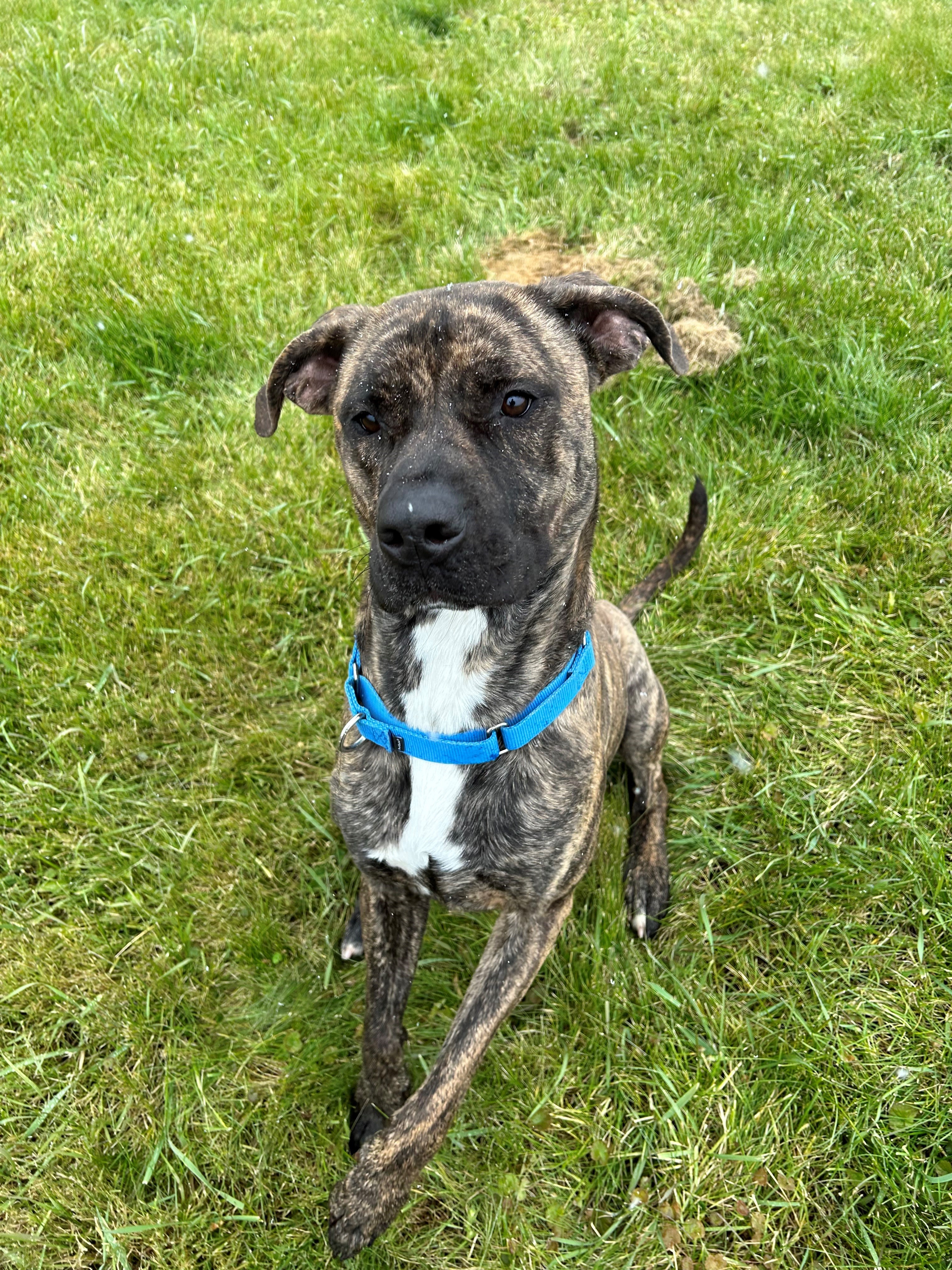 Clyde, a Adoptable mixed breed in Port Perry, ON image 3/4