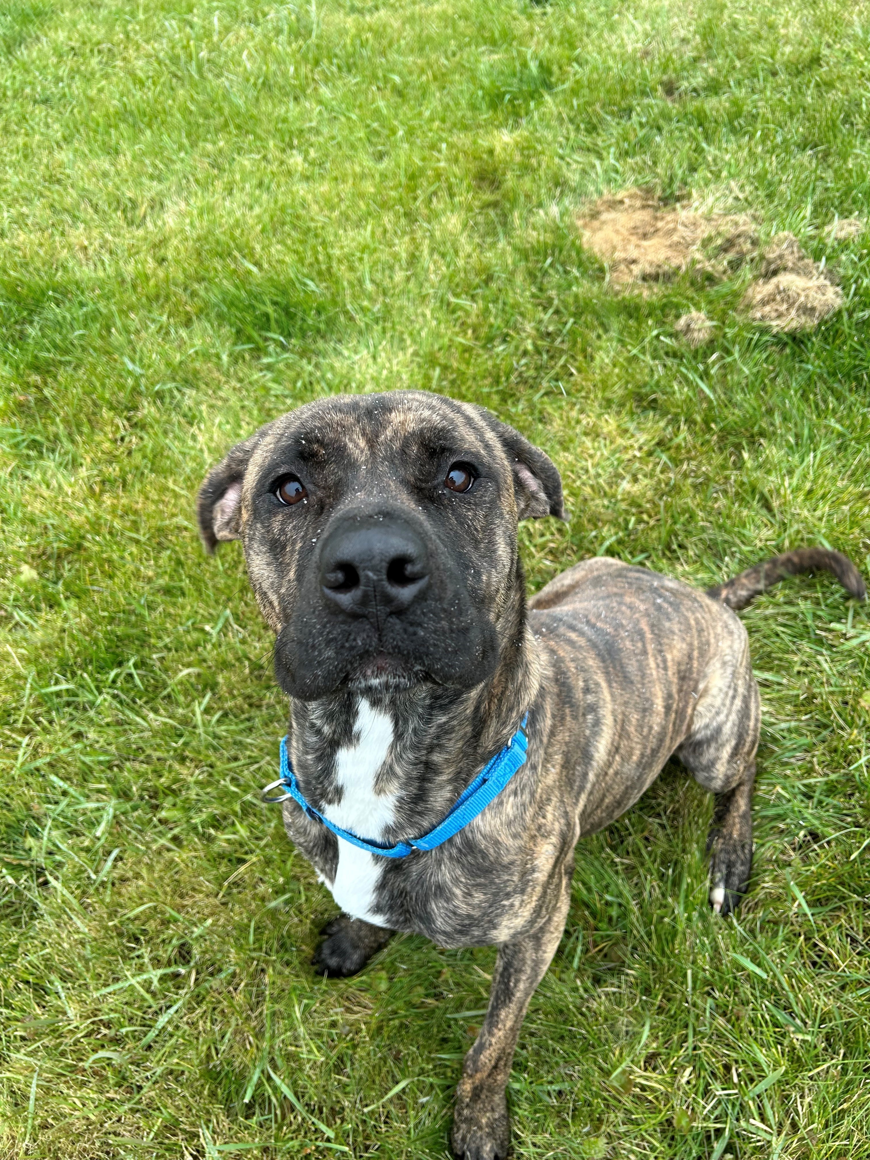 Clyde, a Adoptable mixed breed in Port Perry, ON image 4/4