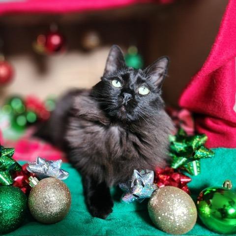 Sasha, Adoptable, Young Female Domestic Long Hair.