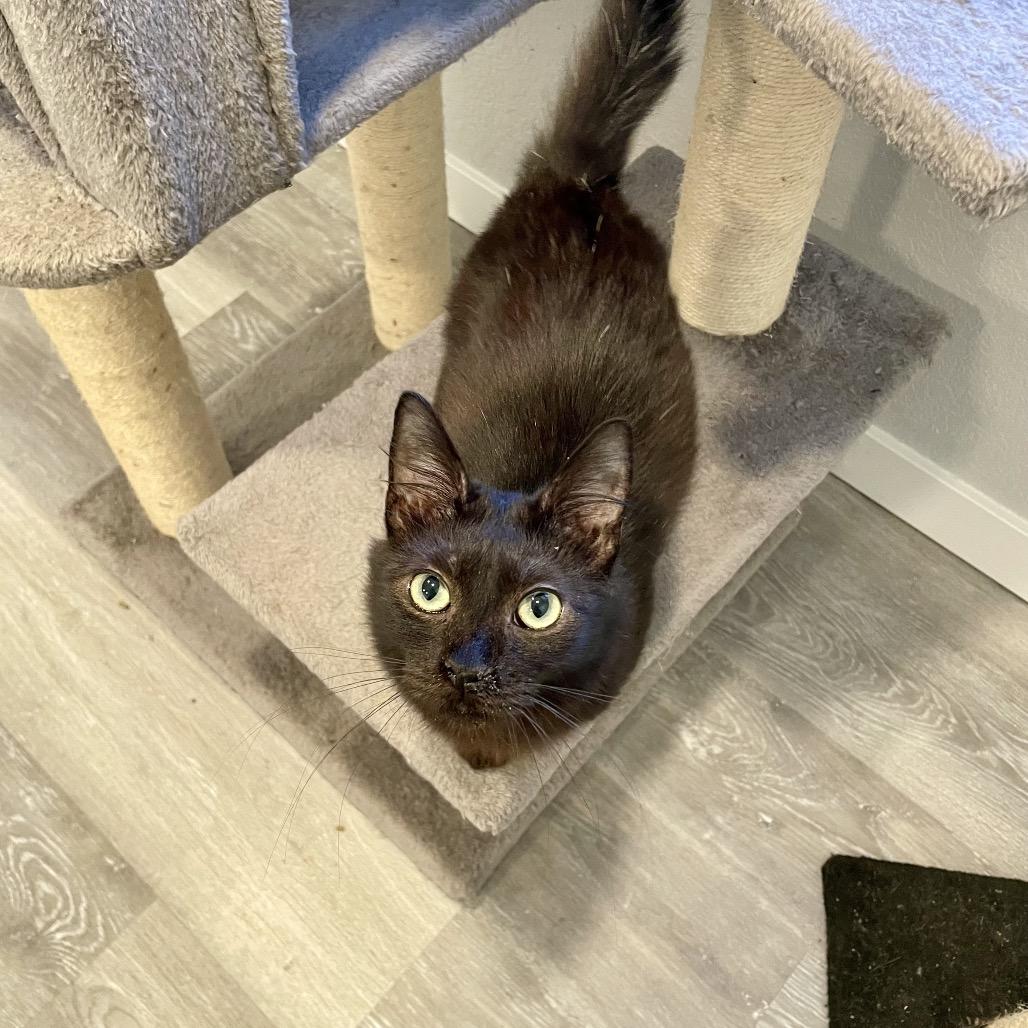 Enlarge Sasha, a Adoptable Domestic Long Hair in Talent, OR image 2/4