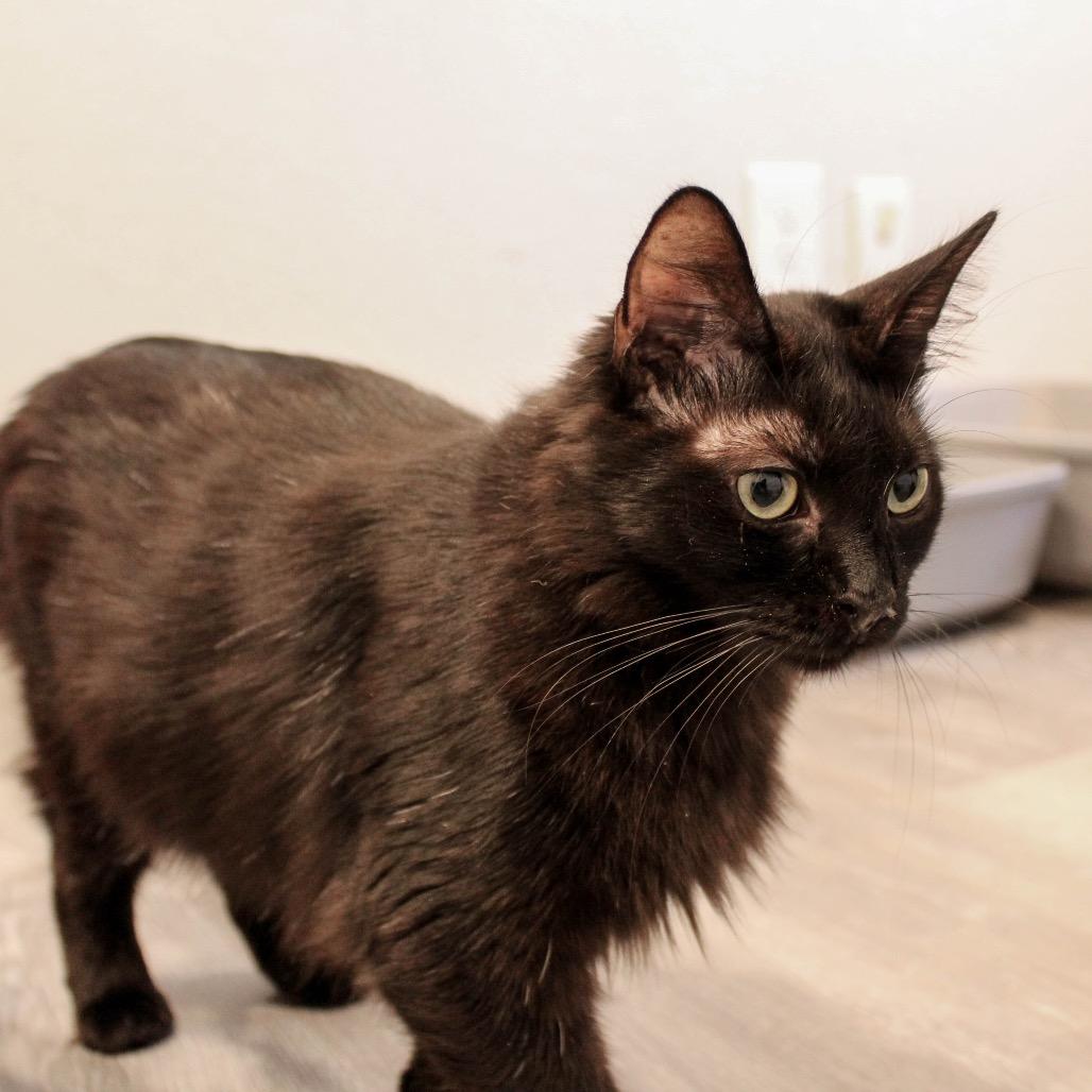 Enlarge Sasha, a Adoptable Domestic Long Hair in Talent, OR image 3/4