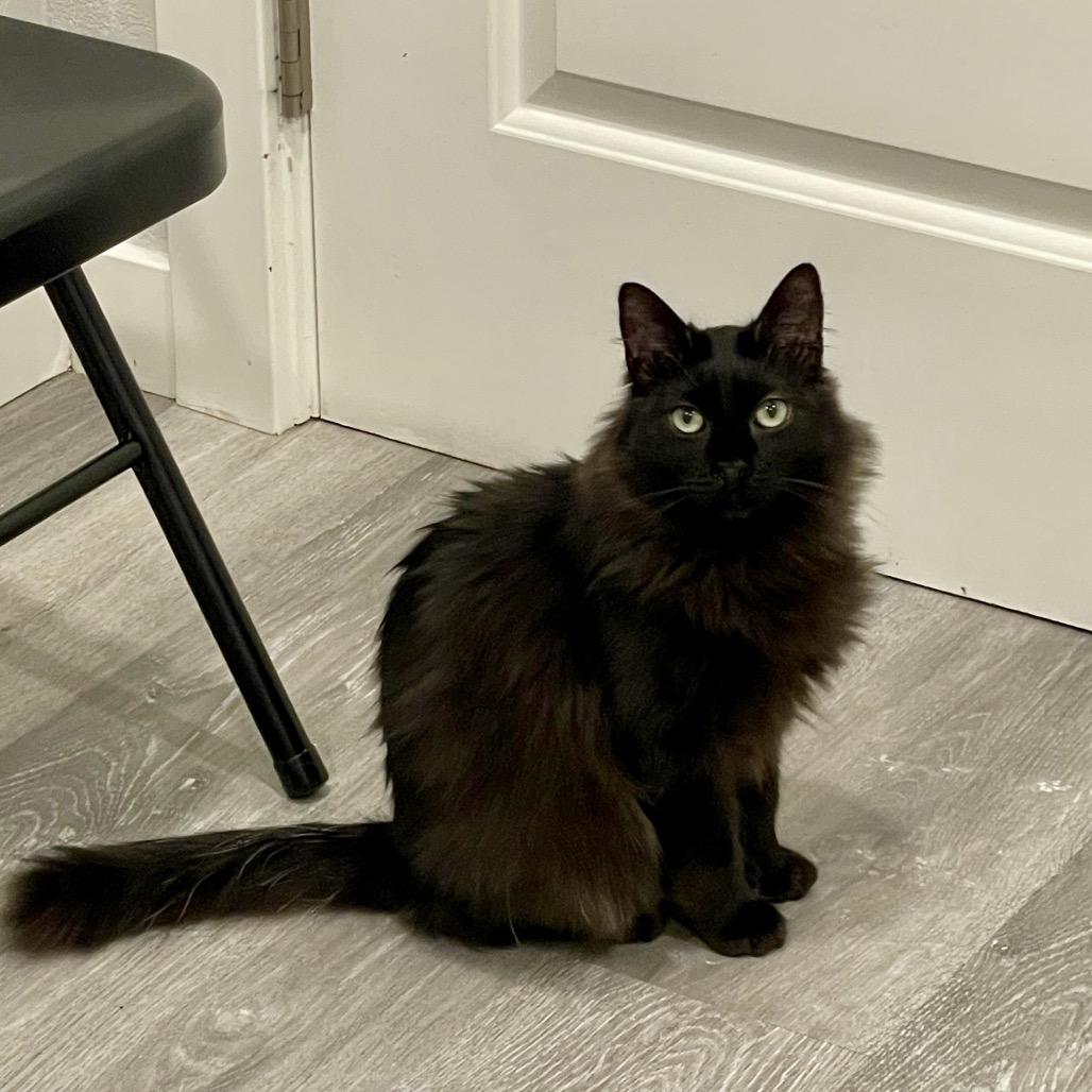 Enlarge Sasha, a Adoptable Domestic Long Hair in Talent, OR image 4/4