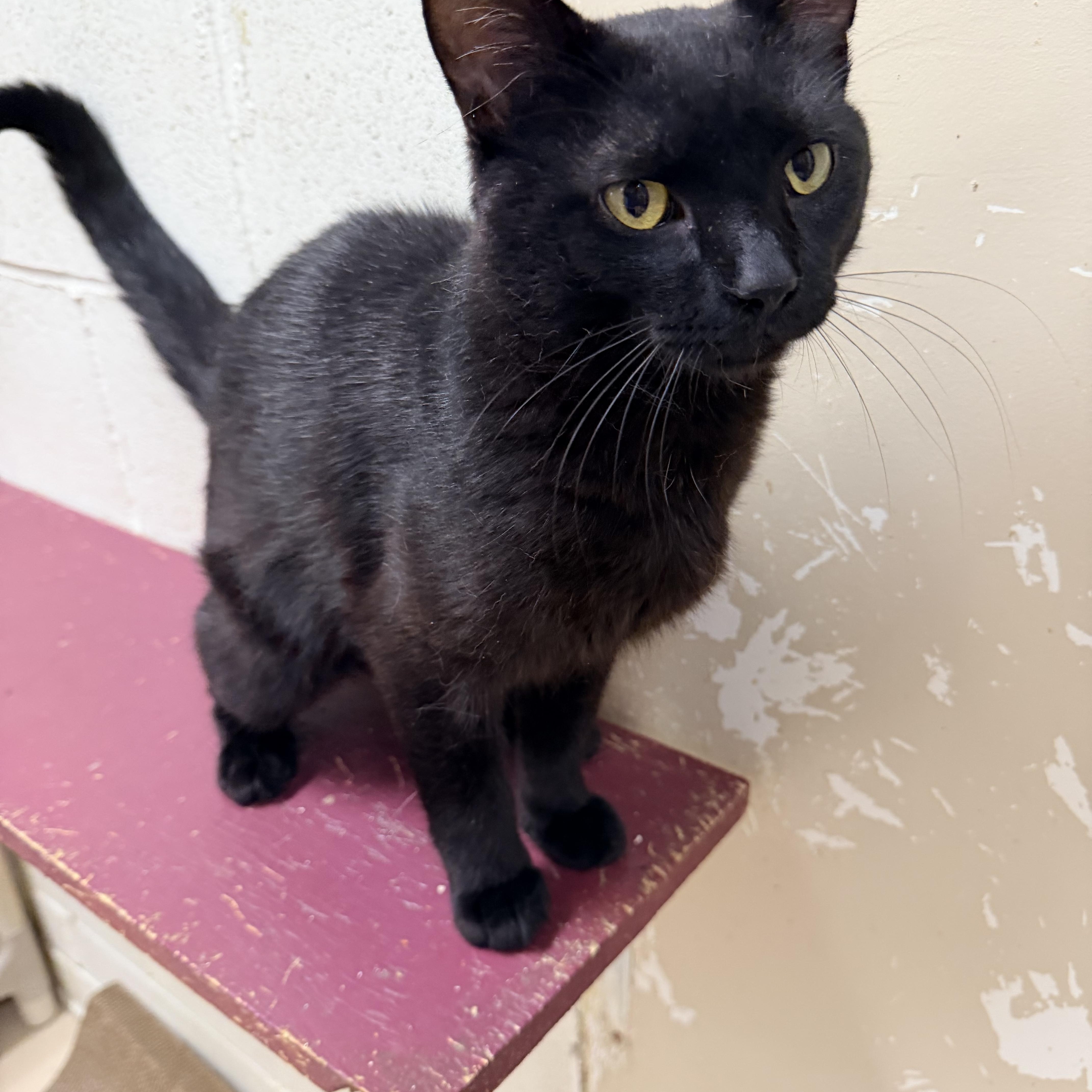 Chappie, ADOPTABLE, Adult Male Domestic Short Hair.