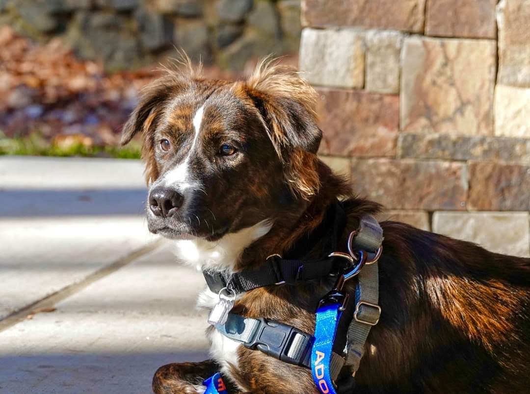 Enlarge TEST, a Adopted Mixed Breed in saint louis, MO image 1/3