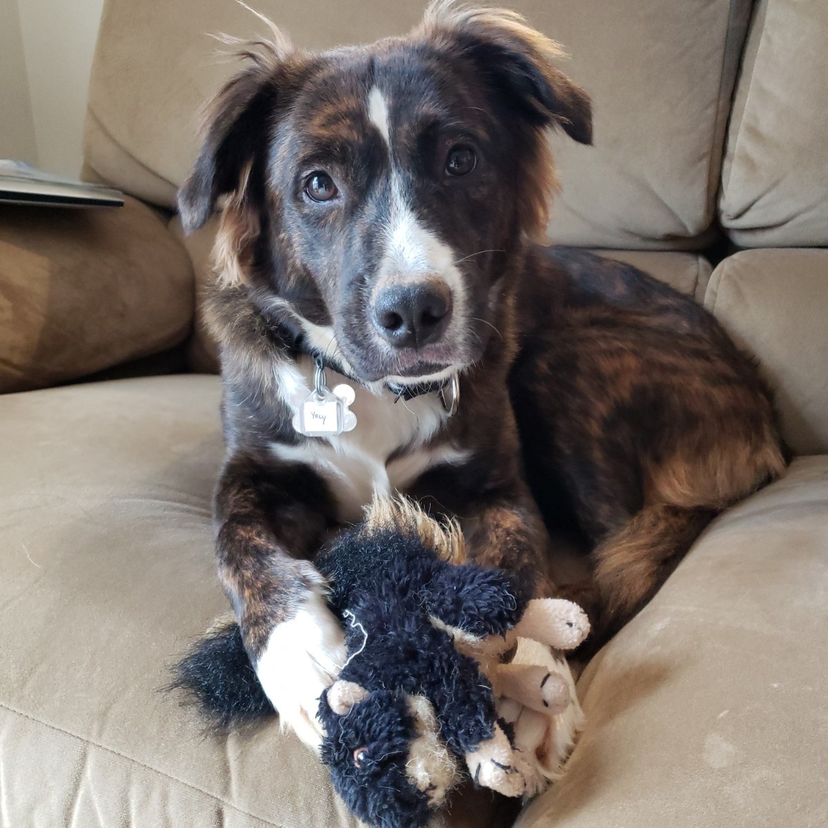 Enlarge TEST, a Adopted Mixed Breed in saint louis, MO image 3/3