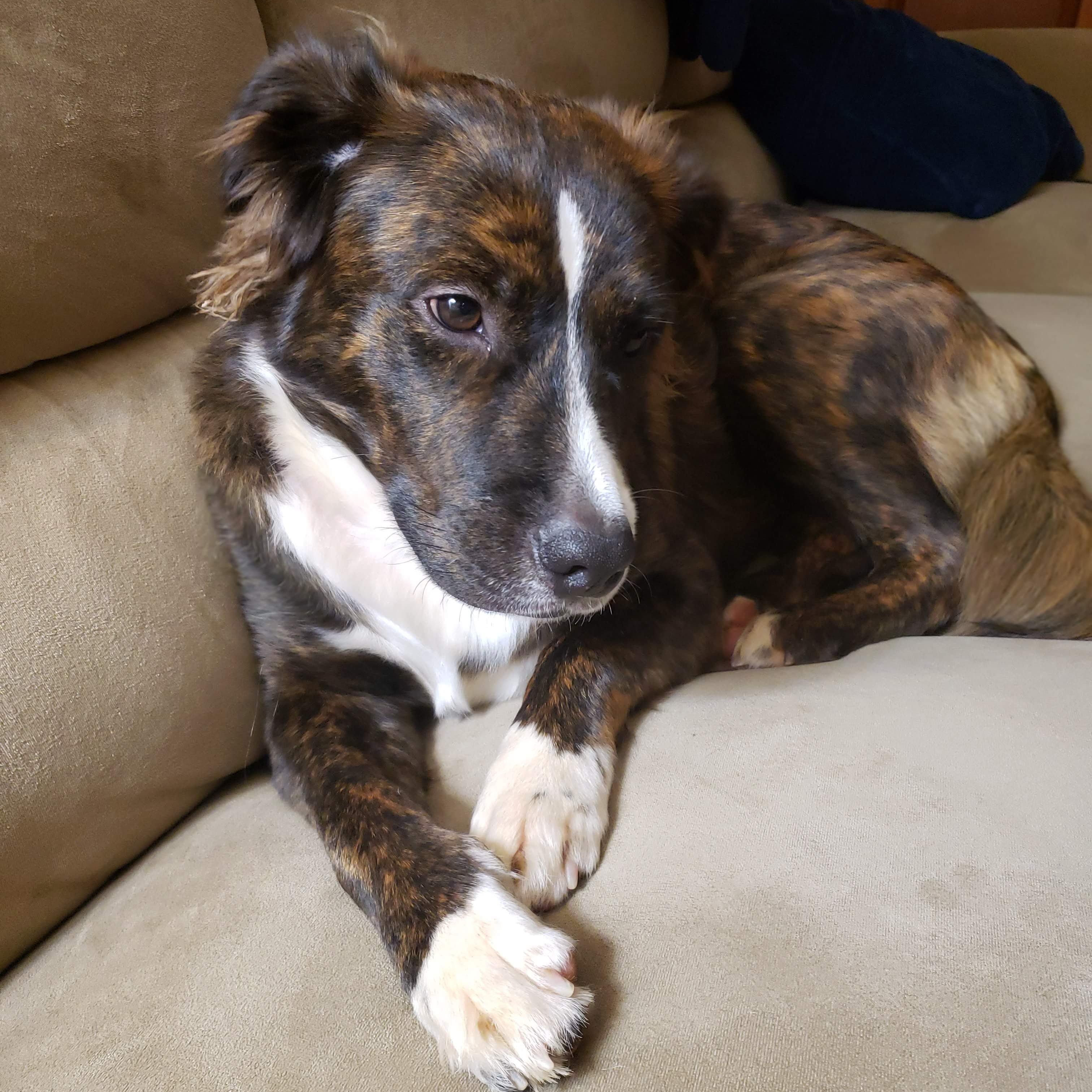 Enlarge TEST, a Adopted Mixed Breed in saint louis, MO image 2/3