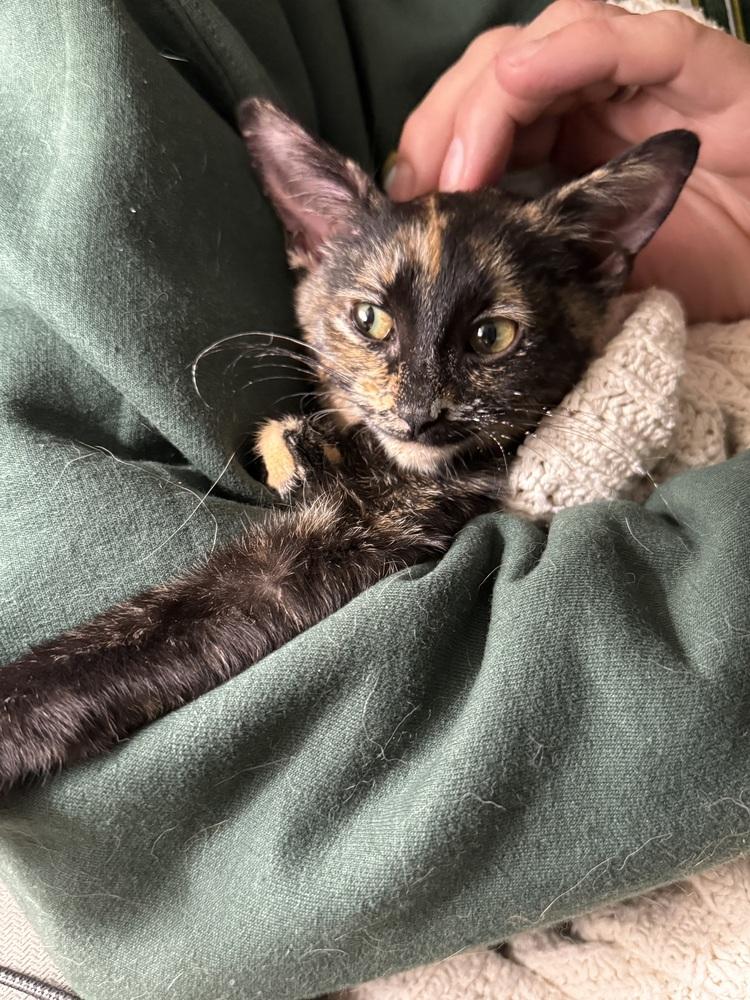 Laverne, Adoptable, Kitten Female Domestic Short Hair.