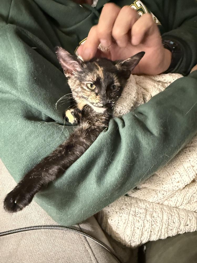 Laverne, a Adoptable mixed breed in Lafayette, CO image 2/2