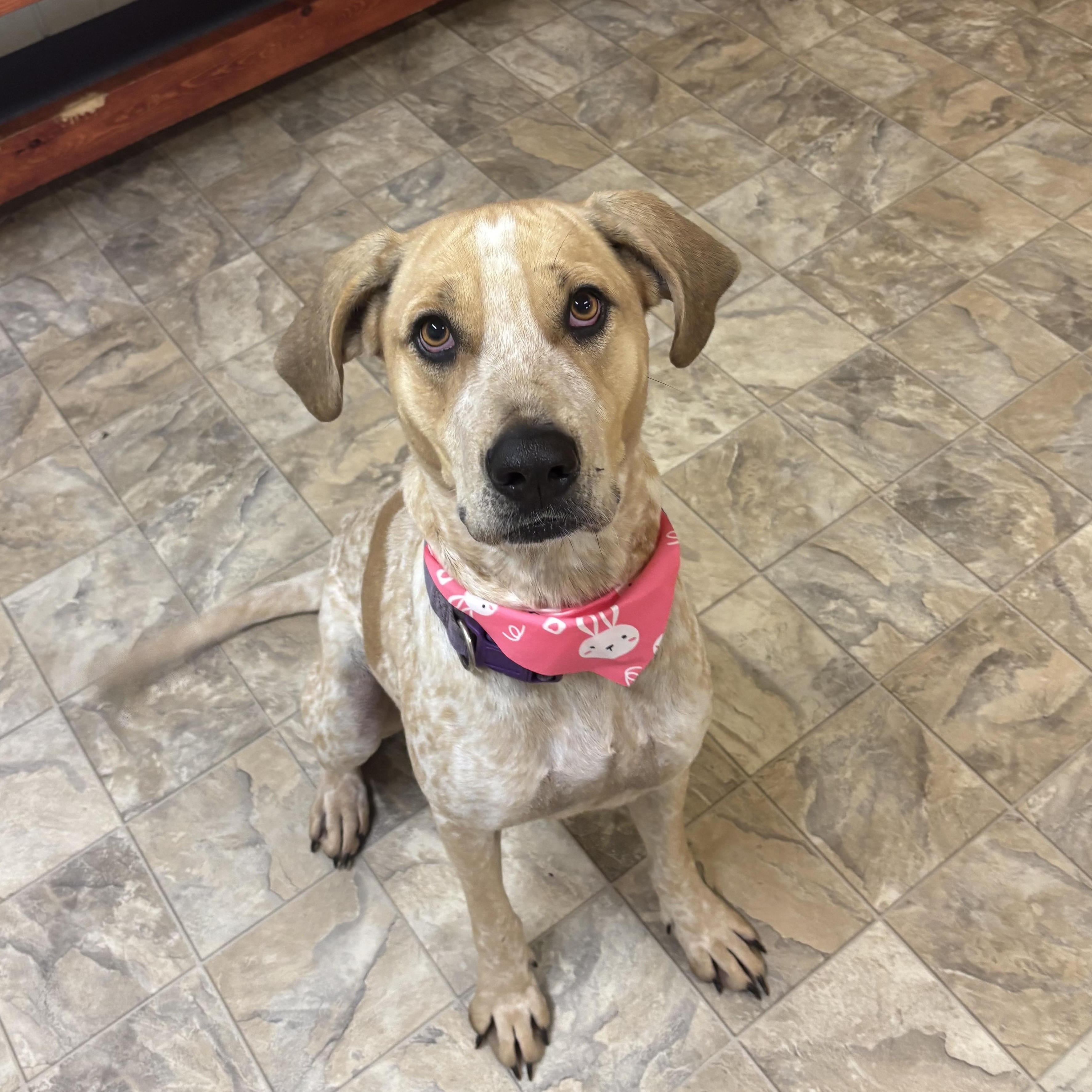 Sadie, Adoptable, Adult Female Hound.