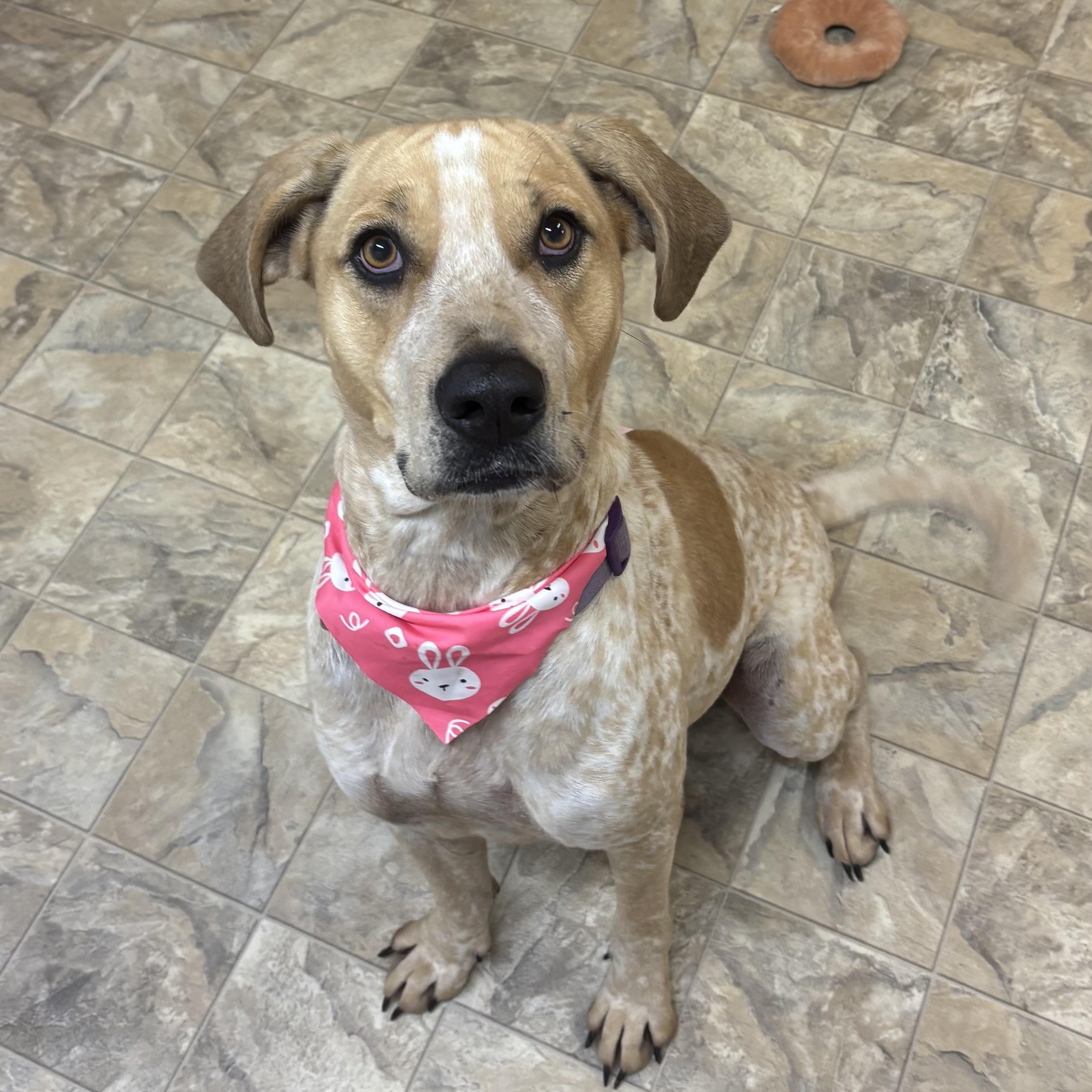 Sadie, Adoptable, Adult Female Hound.
