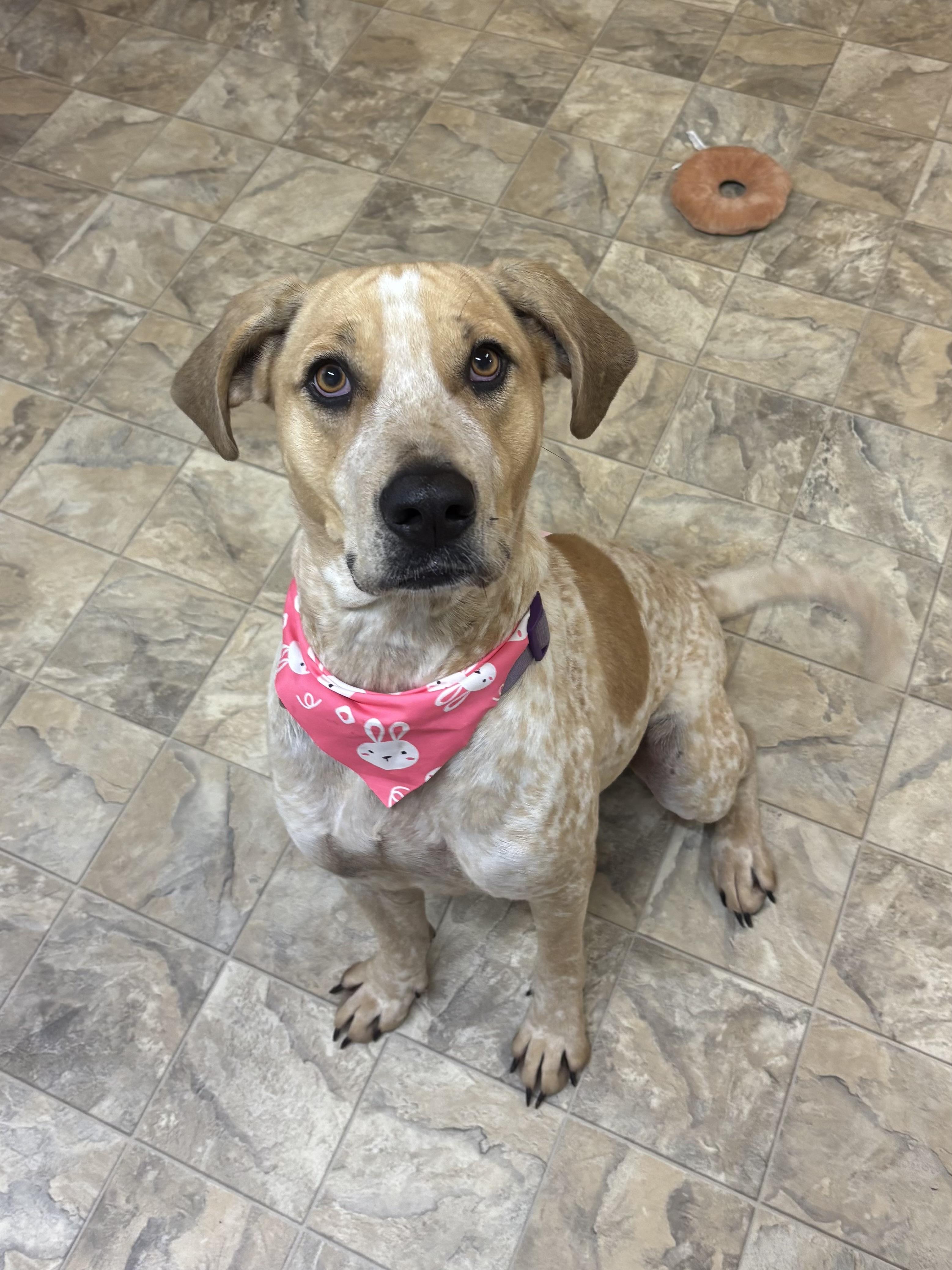 Enlarge Sadie, a Adoptable mixed breed in Pilot Point, TX image 2/2