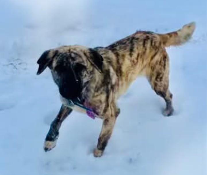 Lucky, adopted, Adult Female Anatolian Shepherd.