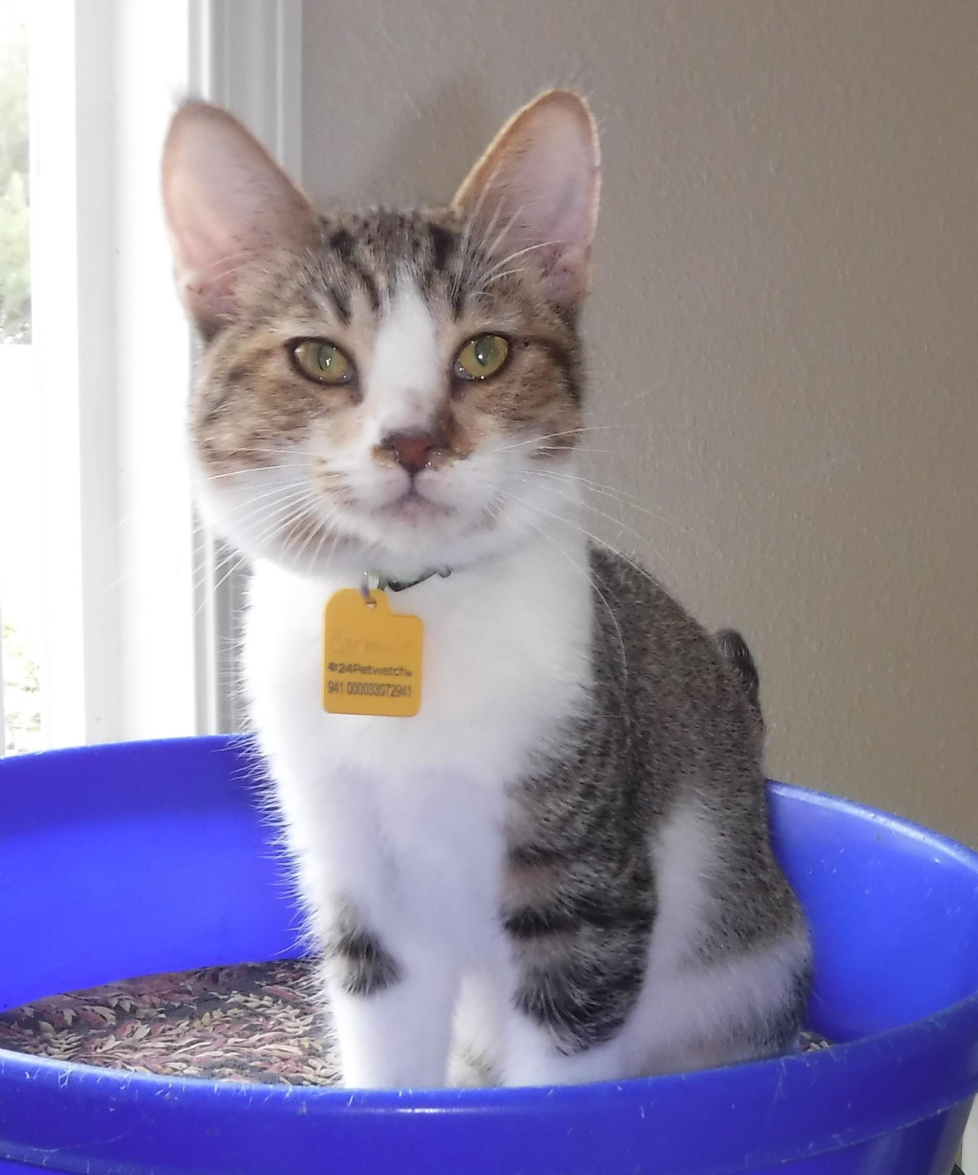 Enlarge Carmine - Playful & Social, a Adoptable Tabby in Hoquiam, WA image 2/3