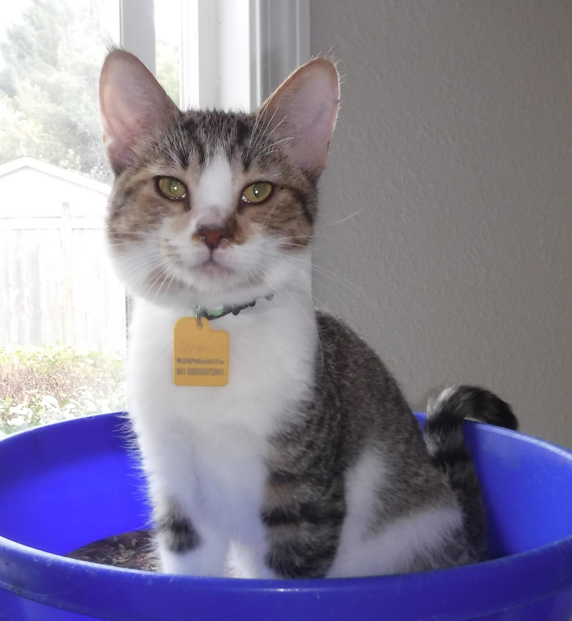 Enlarge Carmine - Playful & Social, a Adoptable Tabby in Hoquiam, WA image 1/3
