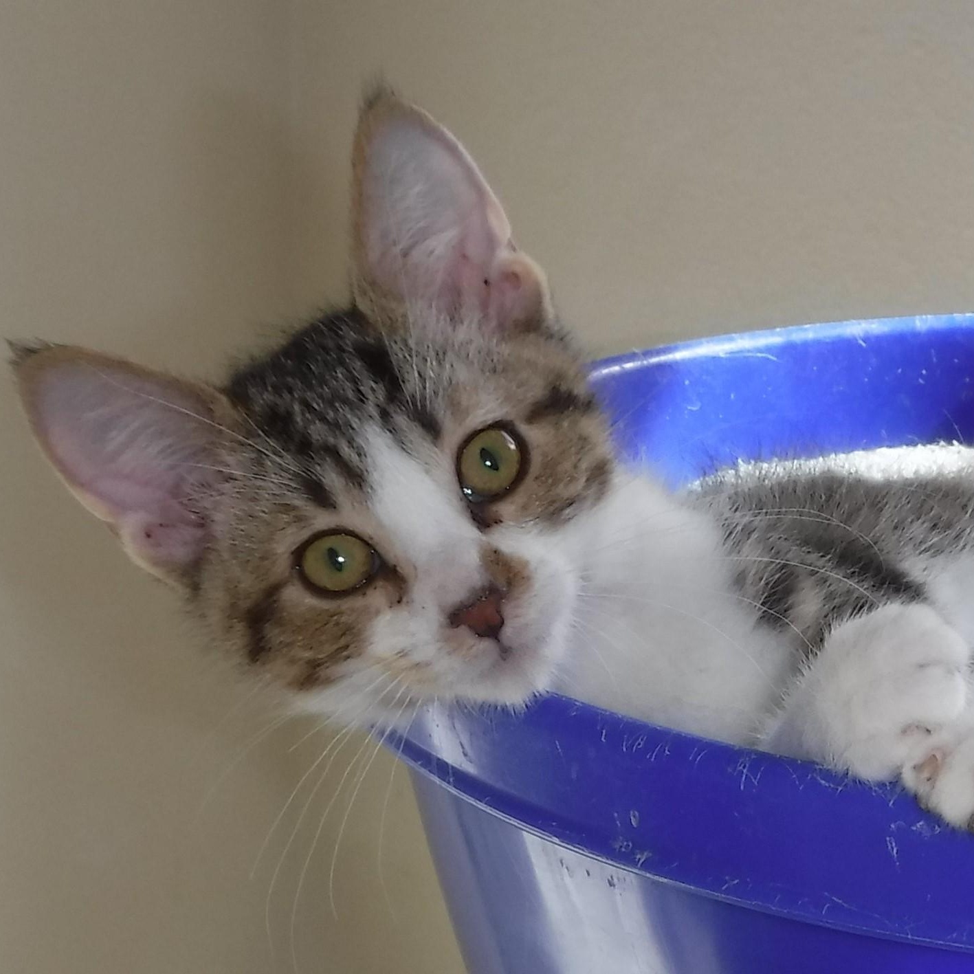 Enlarge Carmine - Playful & Social, a Adoptable Tabby in Hoquiam, WA image 3/3