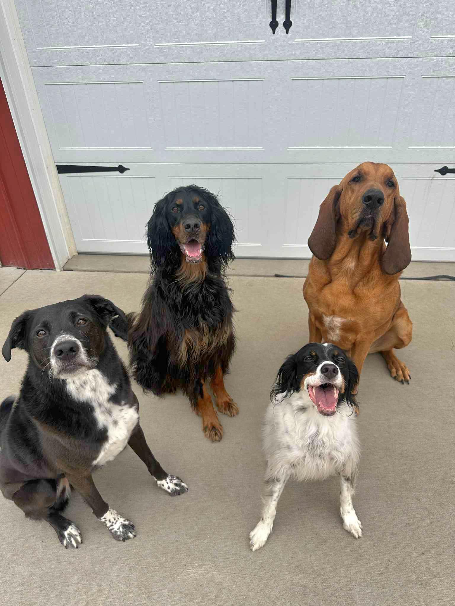 Coe, a Adoptable Bloodhound in Cedar Rapids, IA image 6/6