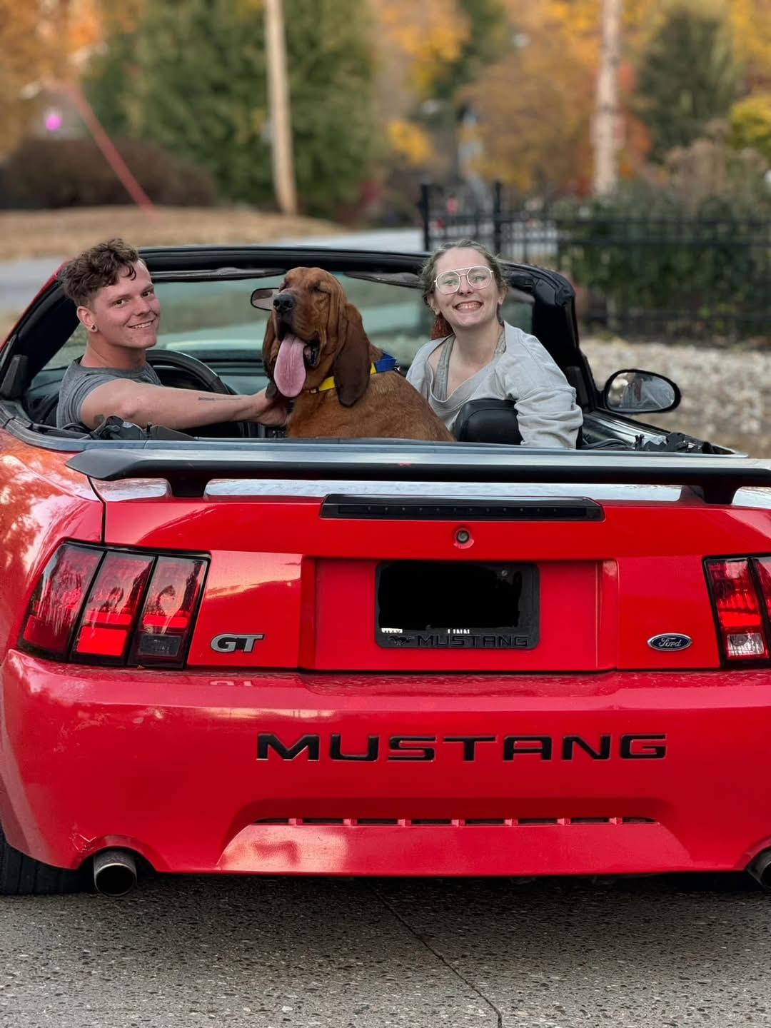 Coe, a Adoptable Bloodhound in Cedar Rapids, IA image 4/6